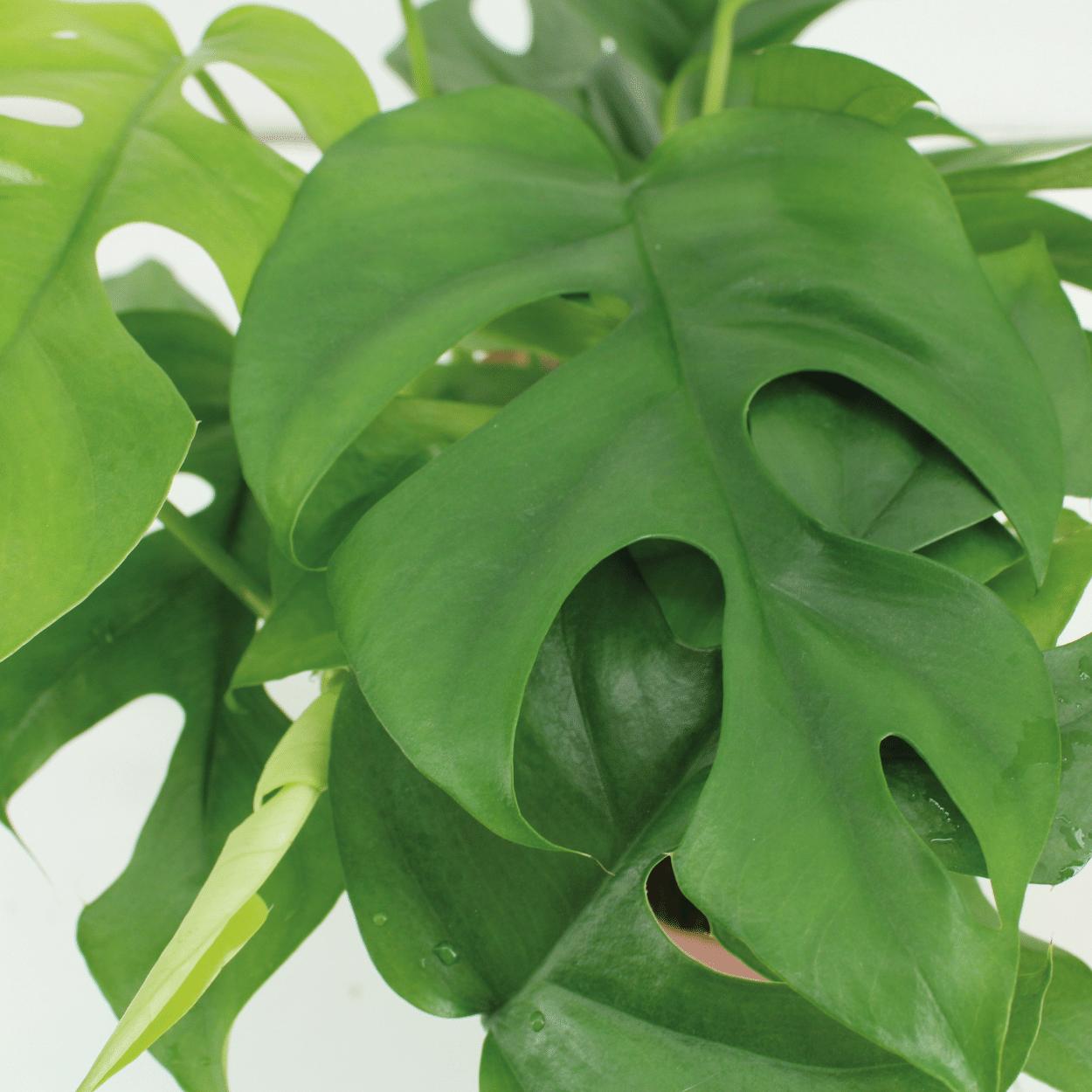 Kokodama Monstera Minima Hang (Gartenpflanze) – 2 Stück – Ø15 cm – ↕25 cm