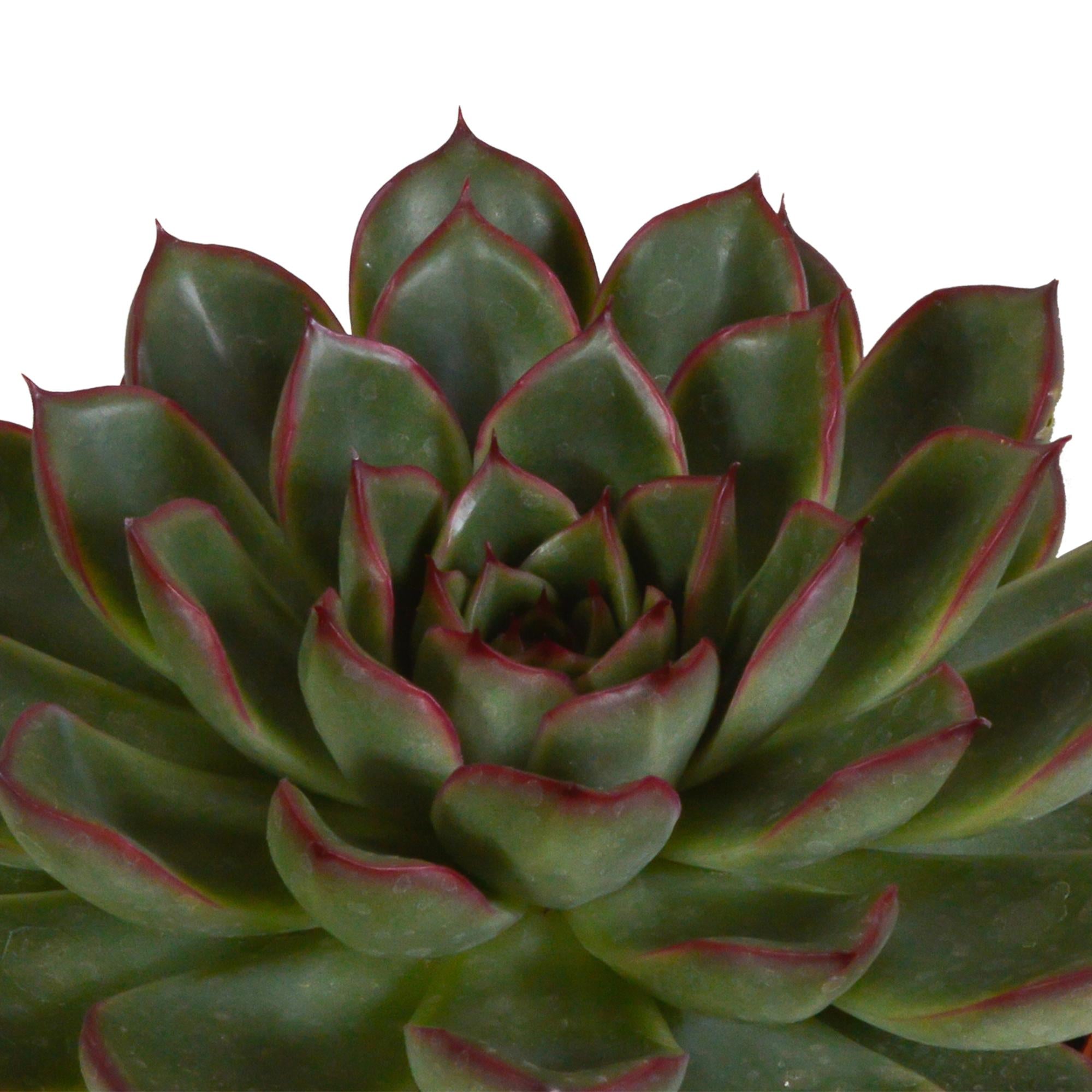 Echeveria mix 10.5 cm - 3x - in terracotta pot