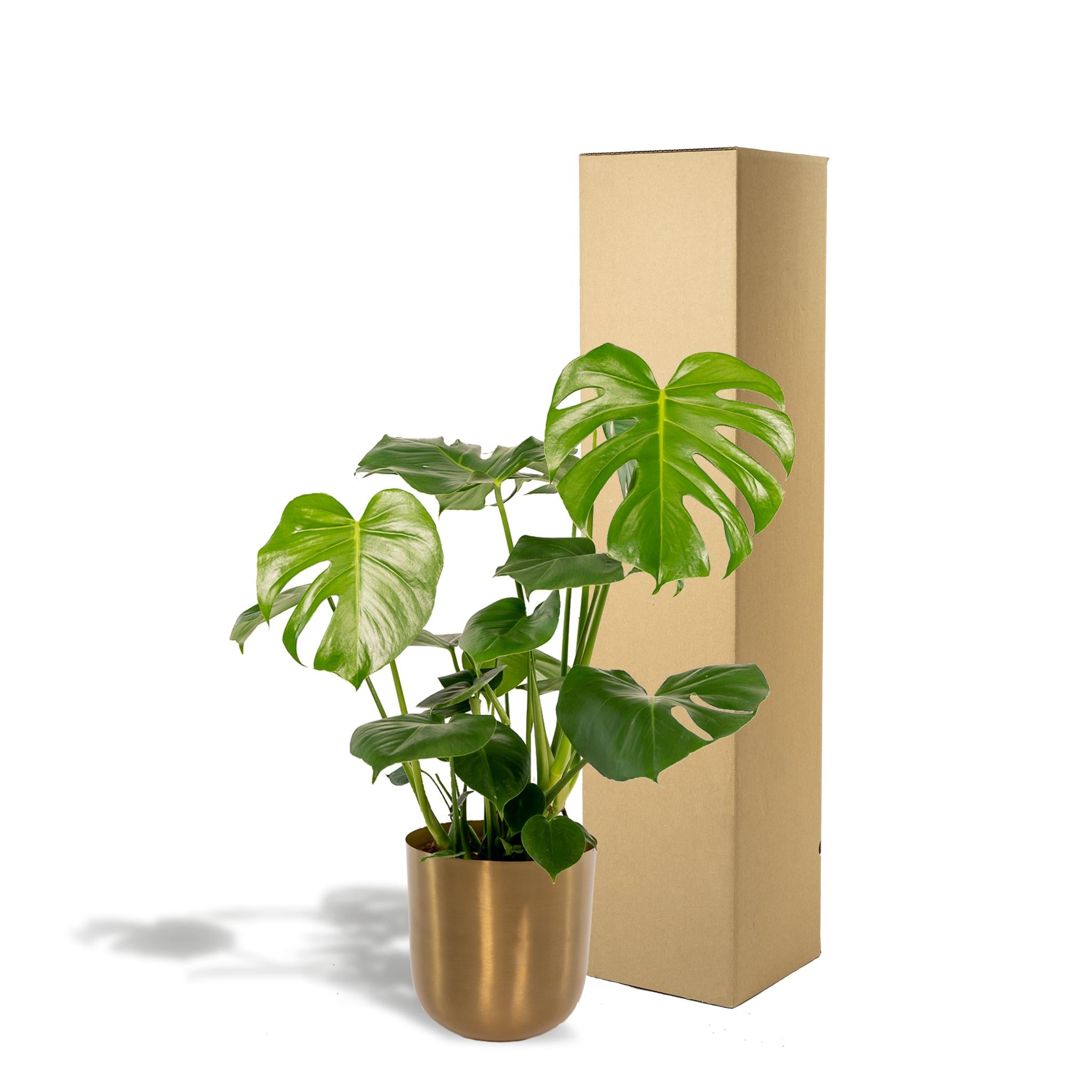 Monstera Deliciosa - ?80cm - Ø21cm + Pot Mayk Goud