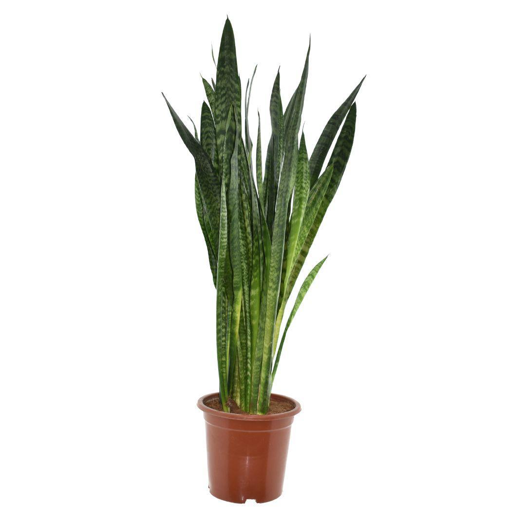 Vrouwentong Zeylanica - Ø27cm - ↕120cm