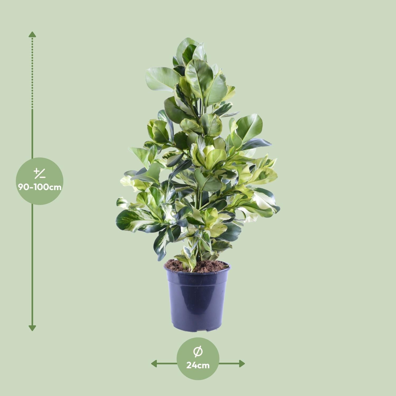 Clusia Rosea Weißer Stern - Ø24cm - ↕95cm