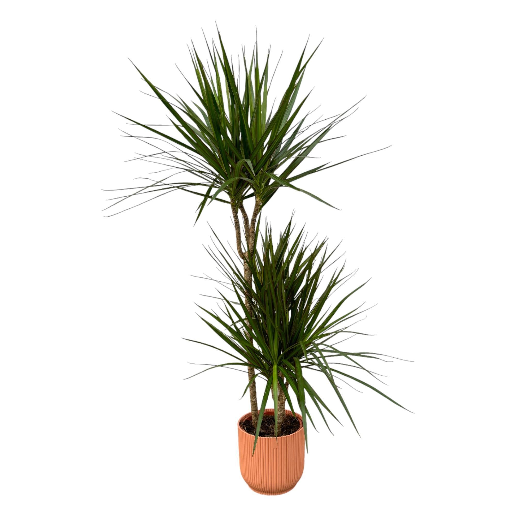 Dracaena Marginata - ?120cm - Ø21cm inclusief elho Vibes Fold Rond roze D22xH20