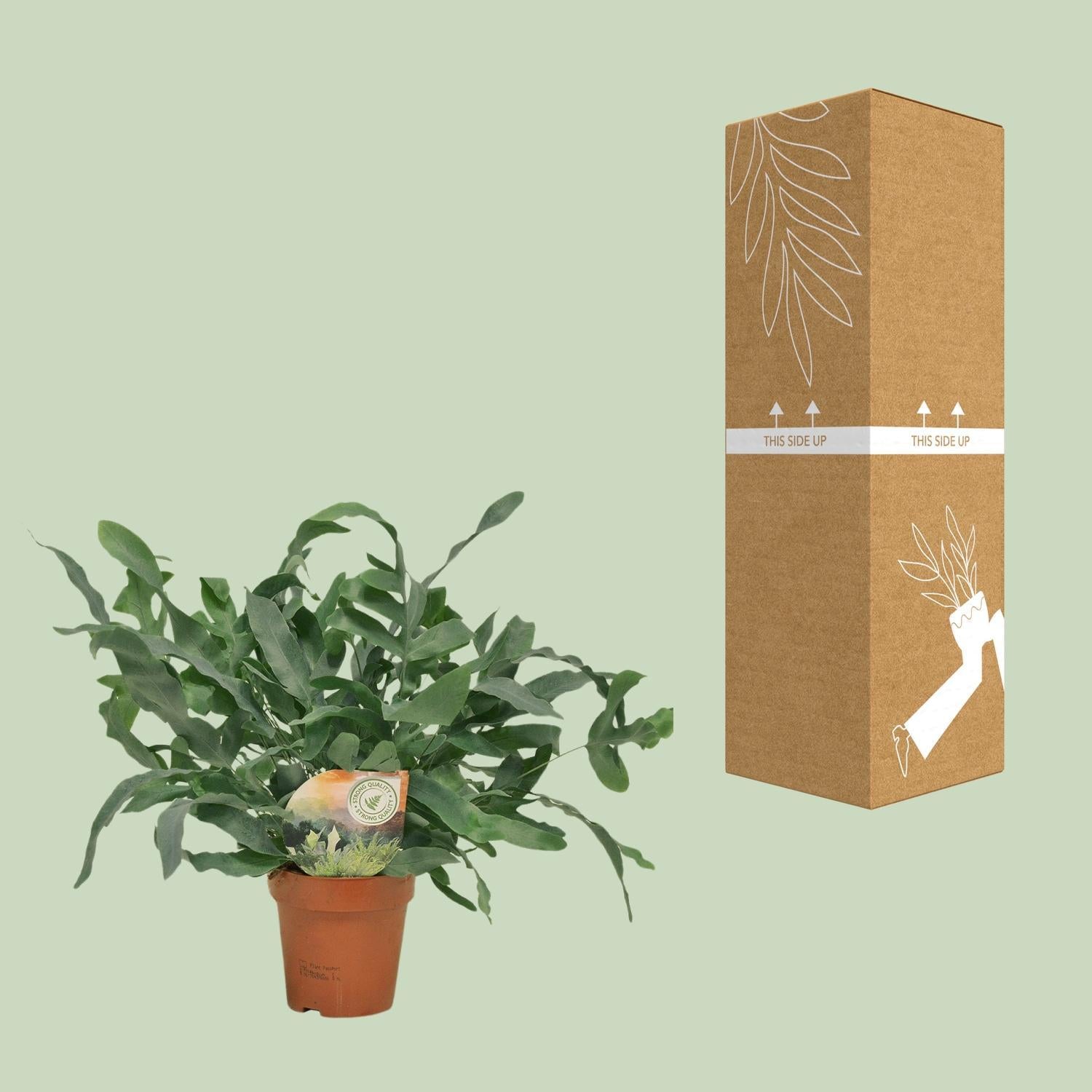 Phlebodium Blauwe Ster - Ø12 ↕35