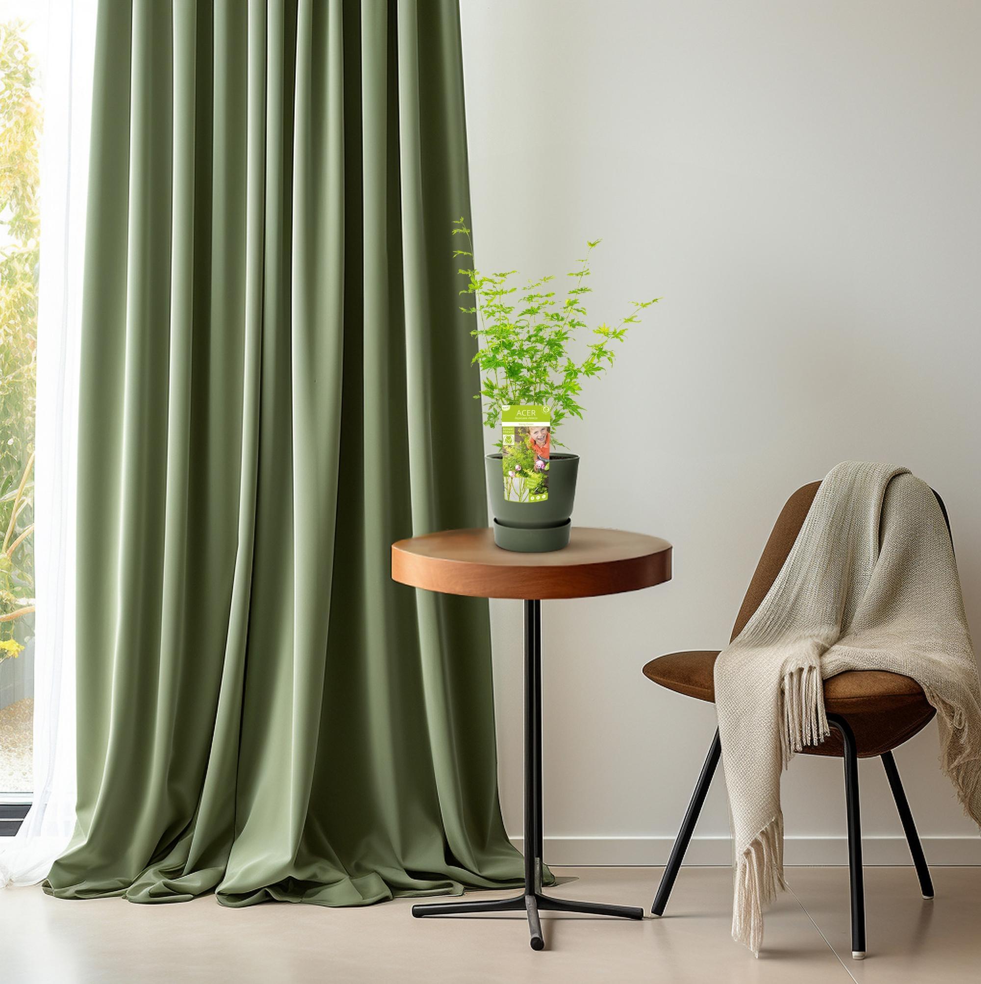 Acer palmatum Wordt Groen - Ø19 - ?50cm