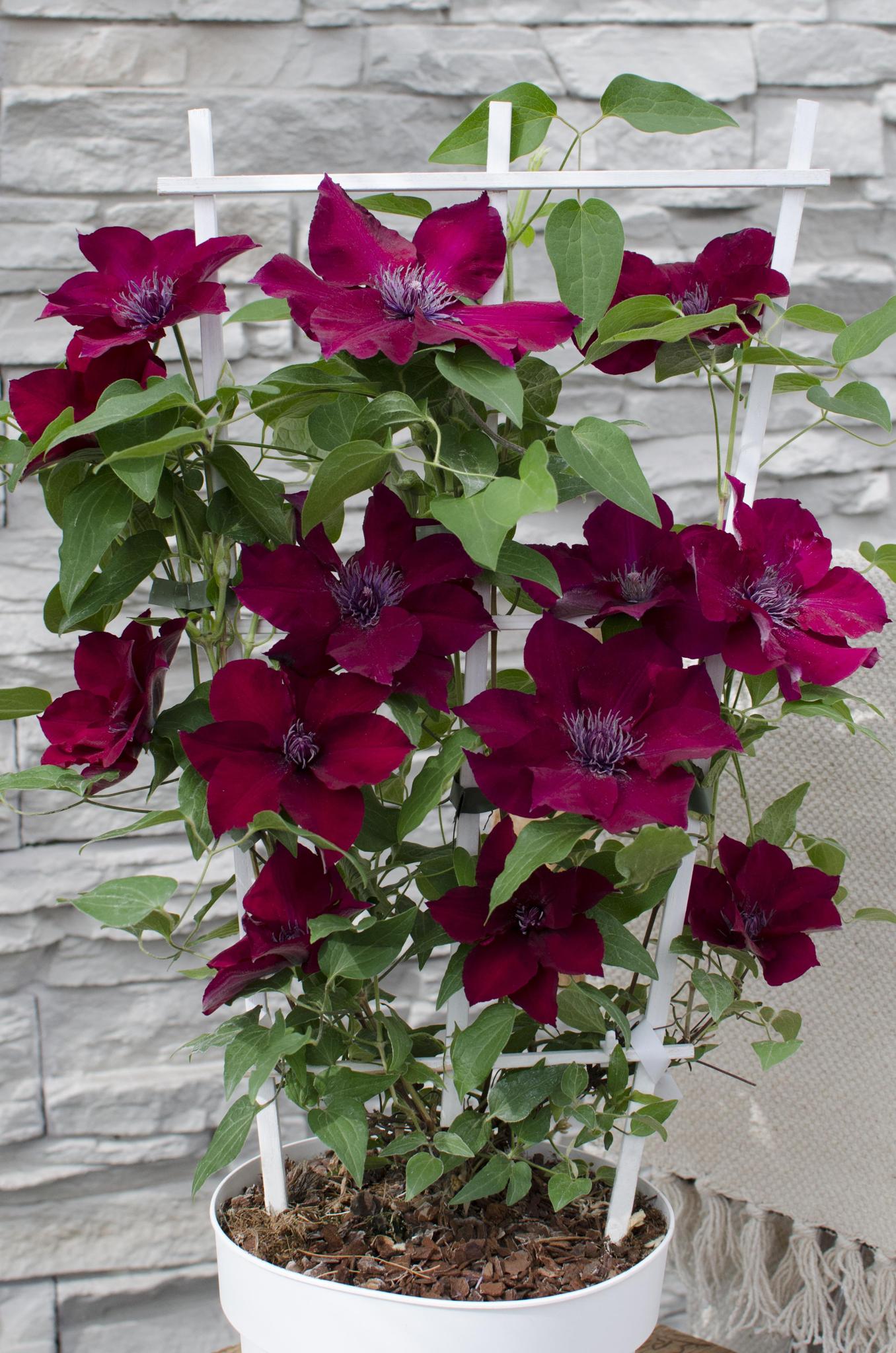 Clematis Nubia - Clematis Evison Rood - Ø15 - ?65cm
