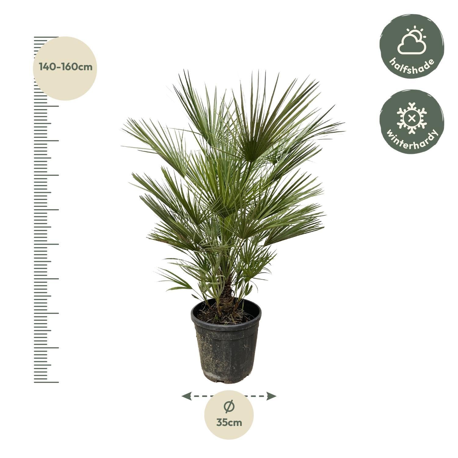 Chamaerops Humilis struik - 150cm- ø30
