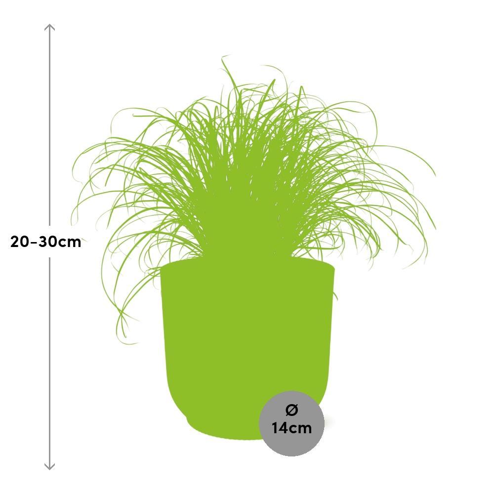 Cyperus Alternifolius Zumula in ELHO Vibes Fold 14cm gelb