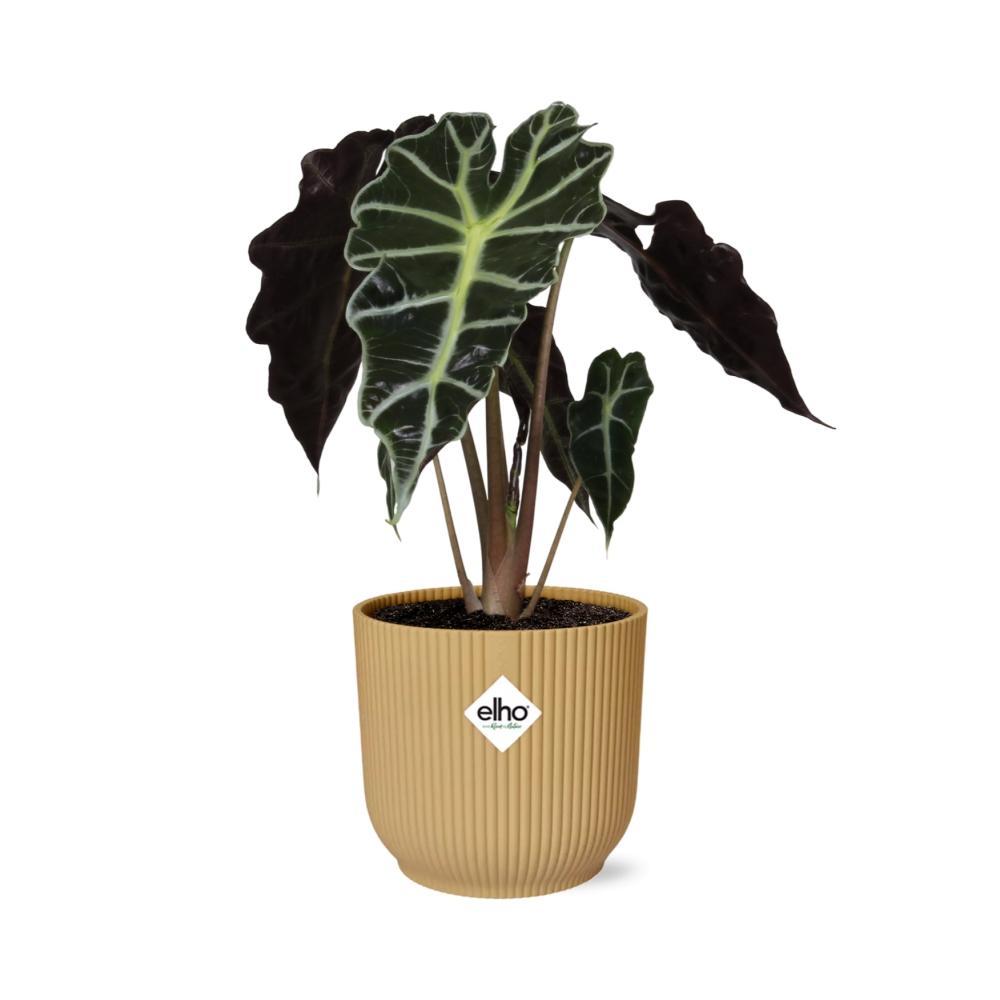 Alocasia 'Polly' in ELHO Vibes Fold 14cm geel