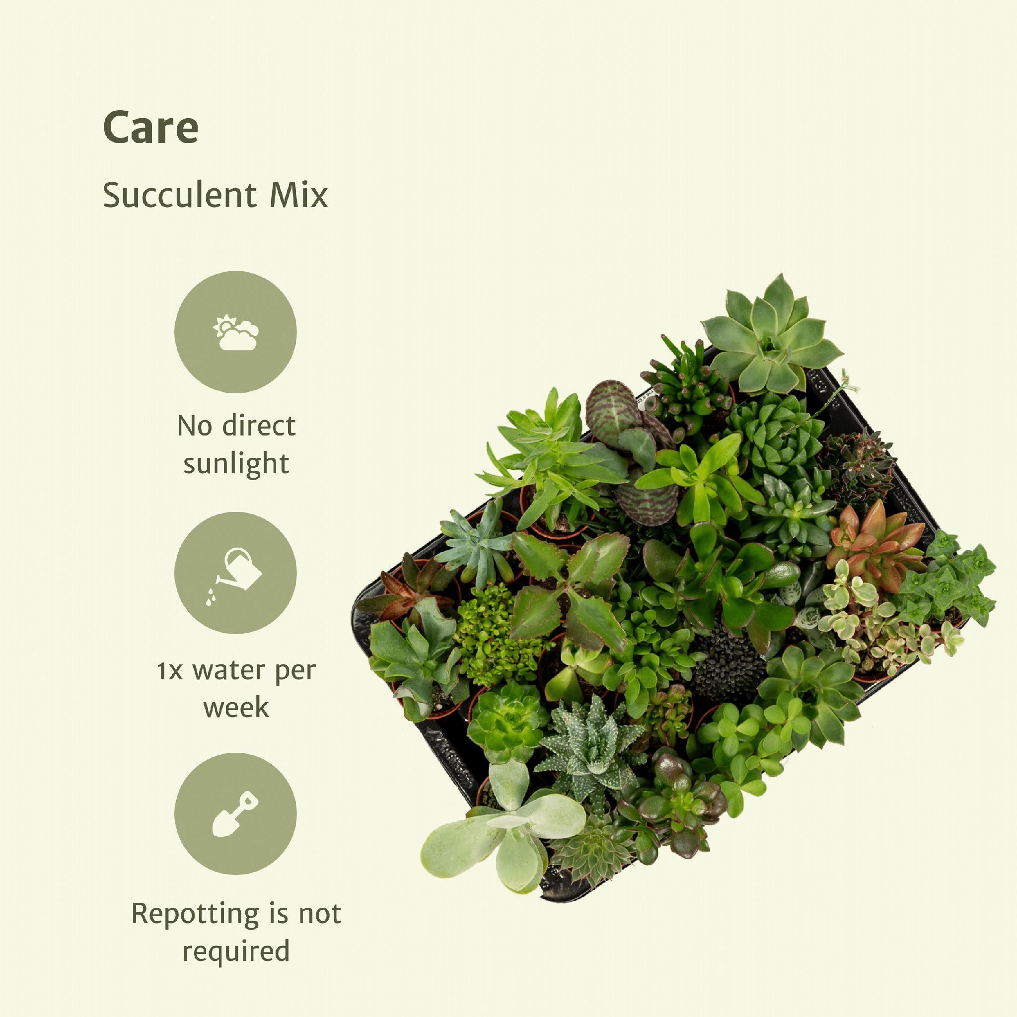 Succulenten Mix - 20 stuks - Ø5,5cm - ↕7 cm