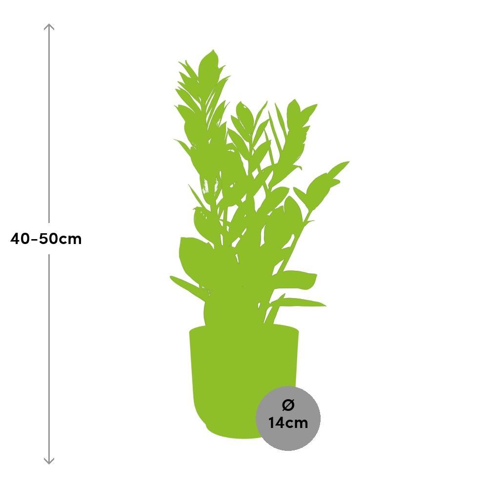 Zamioculcas – Hoogte 45-50 in ELHO Vibes Fold 14cm gelb