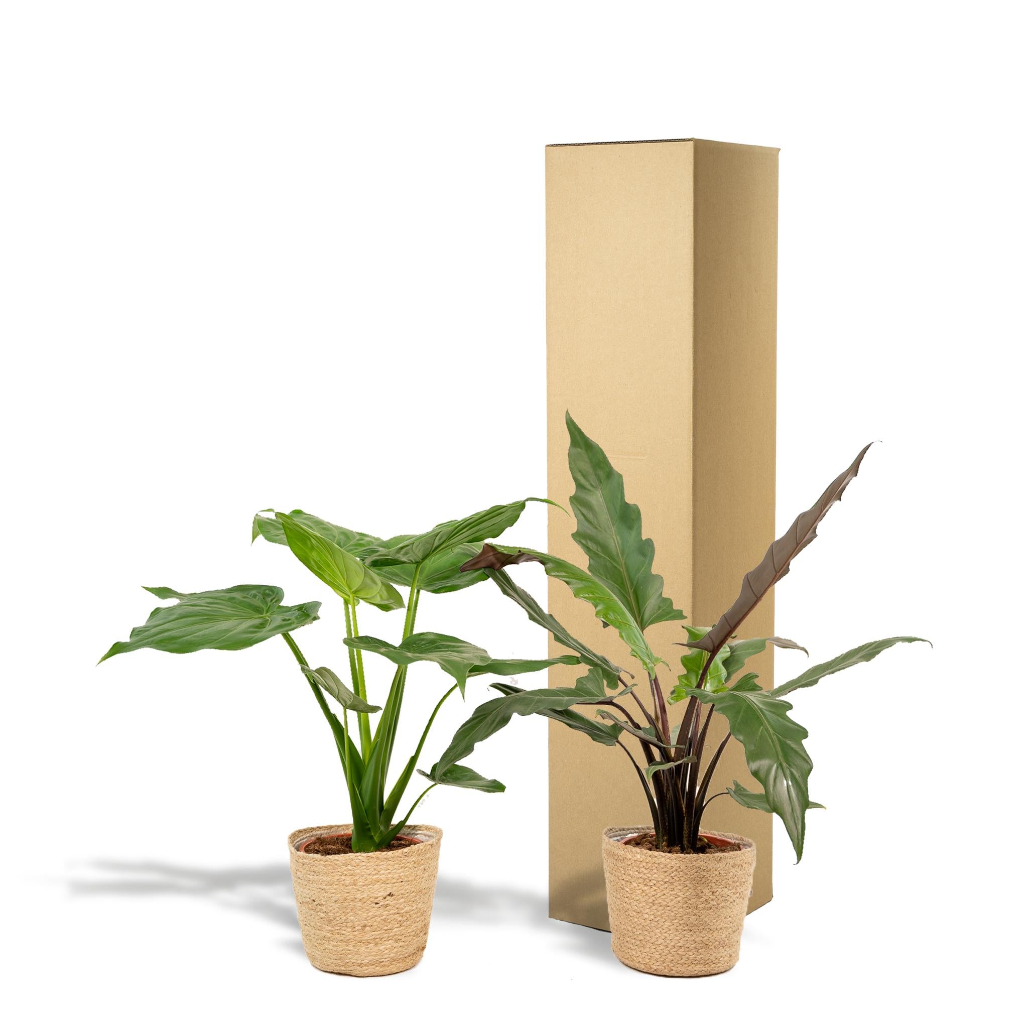 Alocasia Cucullata - Ø19cm - ↕60cm + Alocasia Lauterbachiana - Ø19cm - ↕75cm + Mand Selin