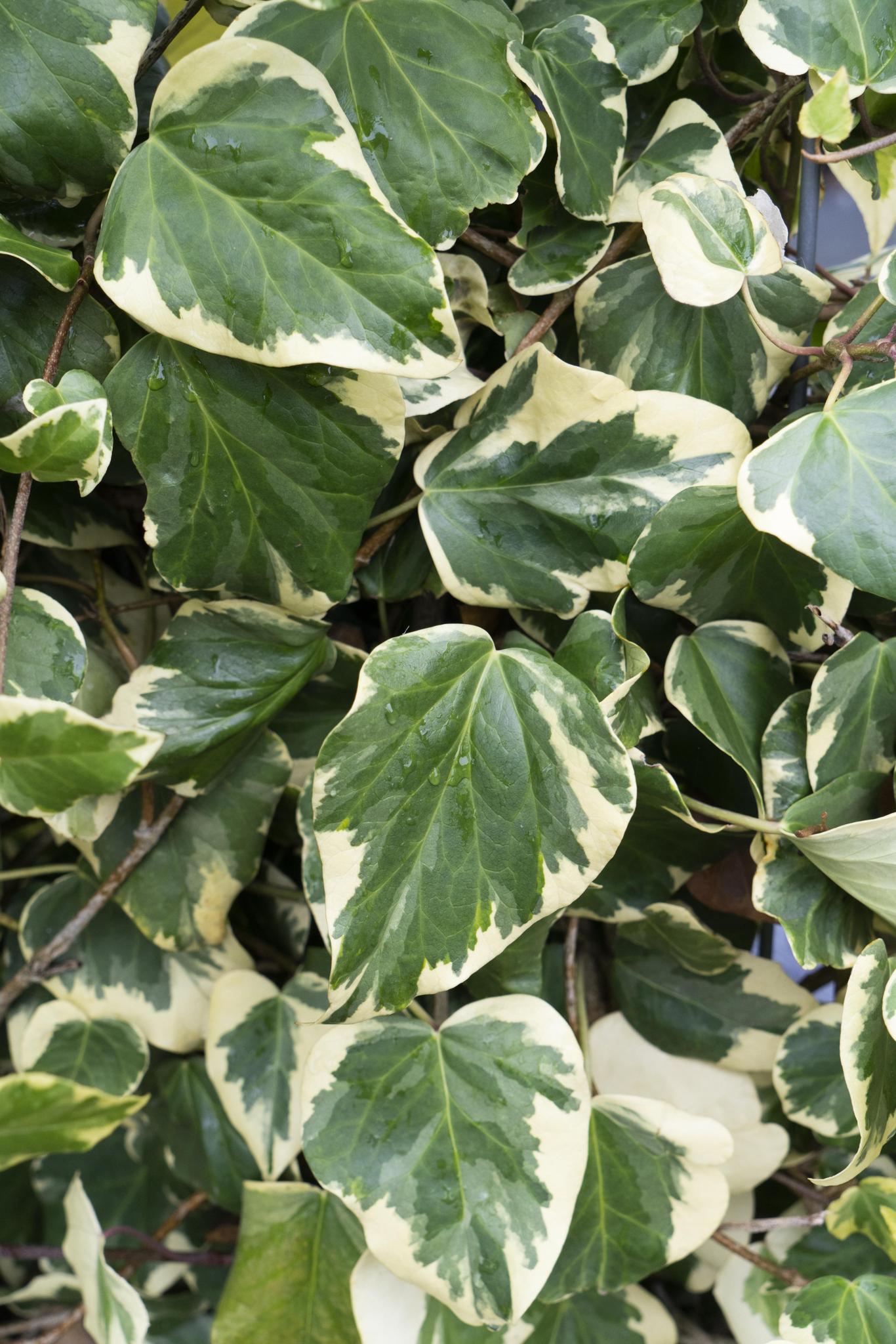 4x - Hedera colchica 'Dentata Variegata' - ?65cm - Ø15