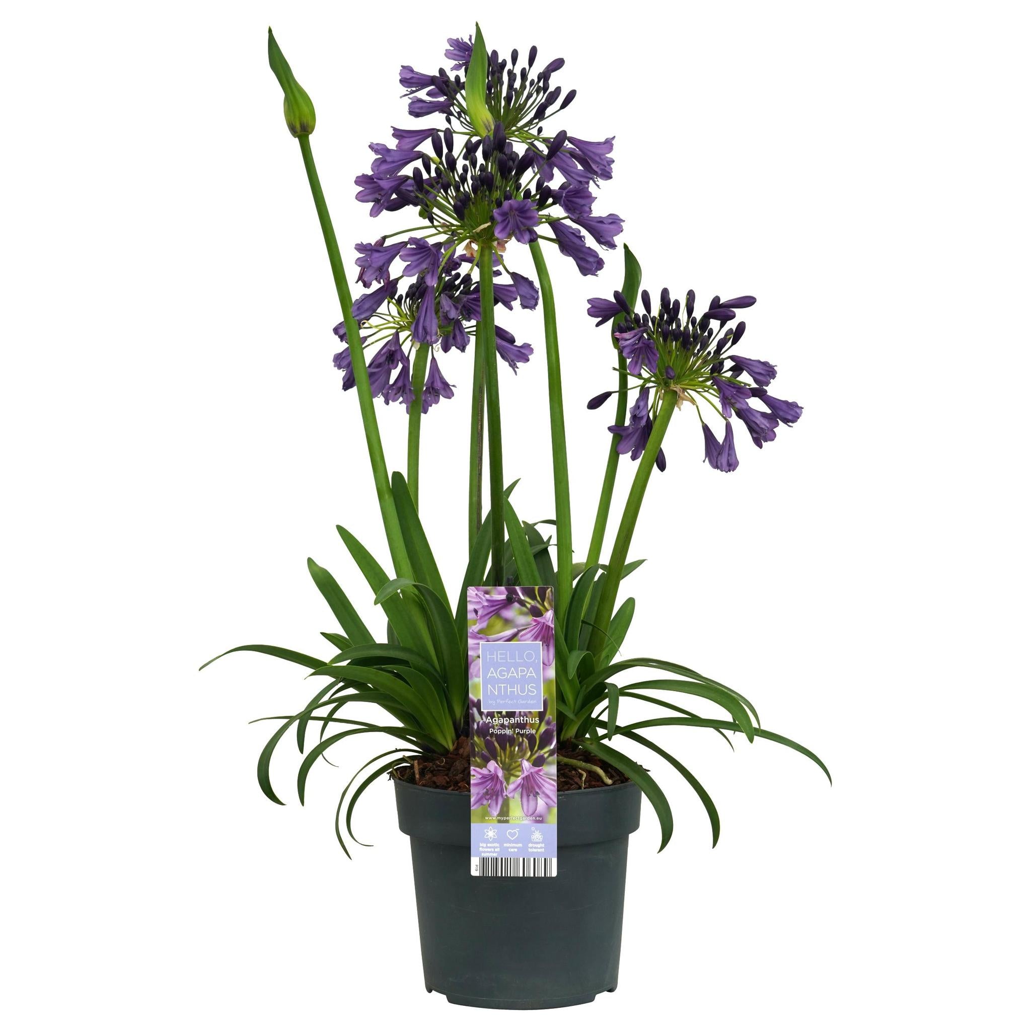 Agapanthus 'Poppin Purple' - ?30cm - Ø19