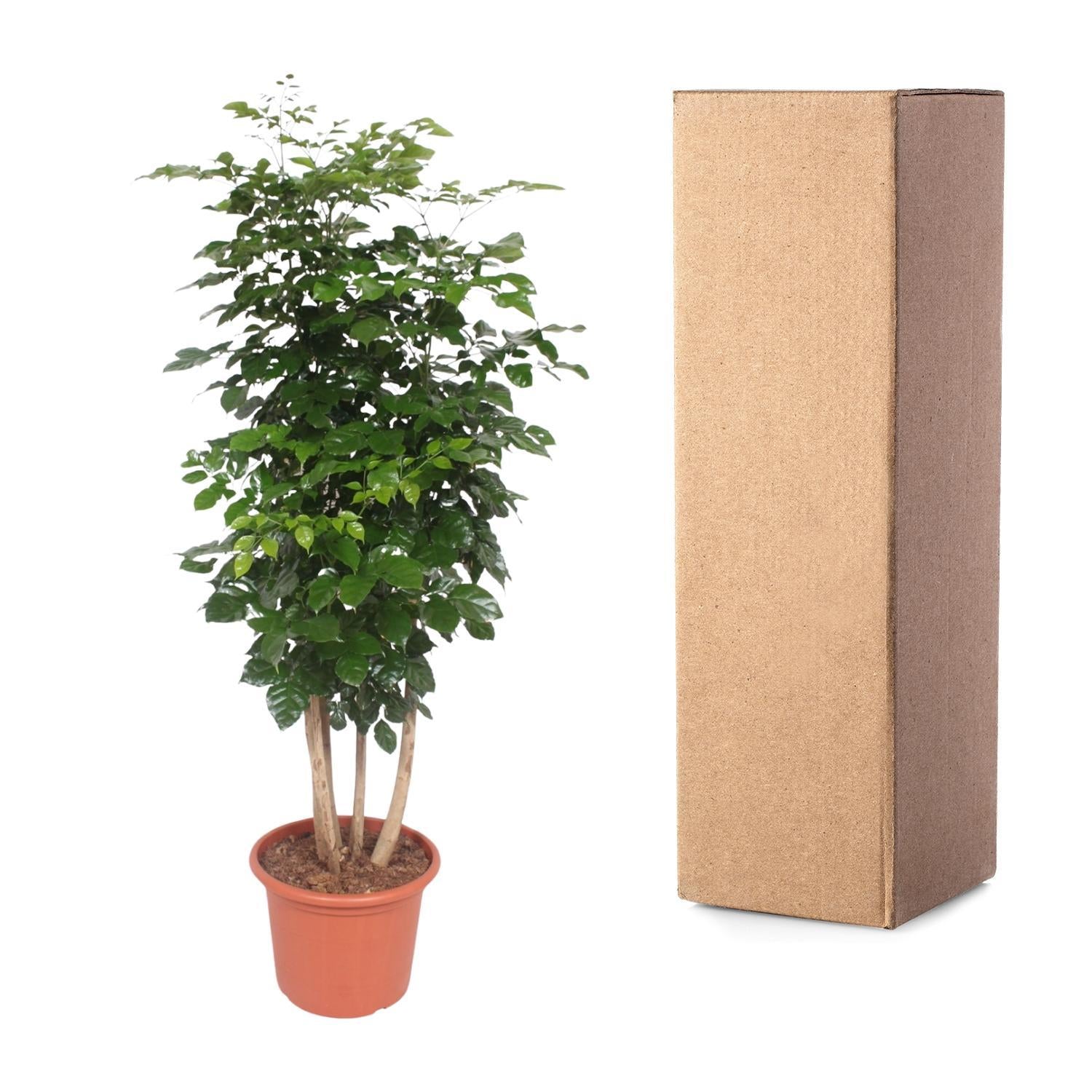 Radermachera Hainanensis - 220 cm - ø40