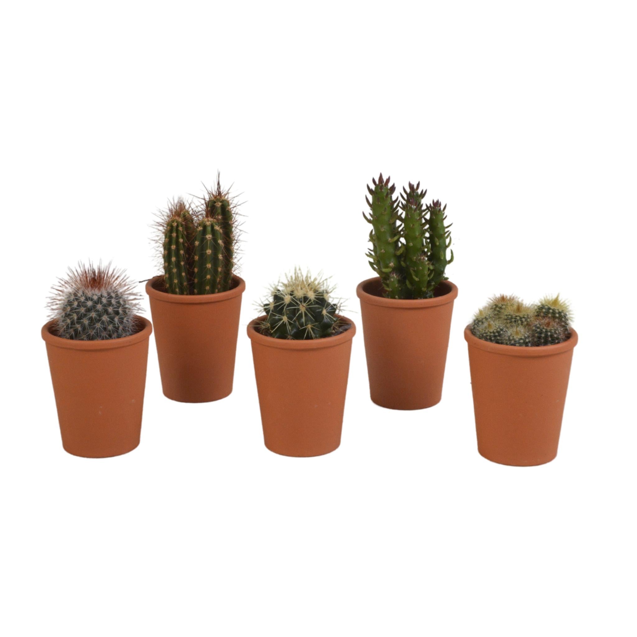 Cactusmix 5,5 cm - 5x - in terracotta pot