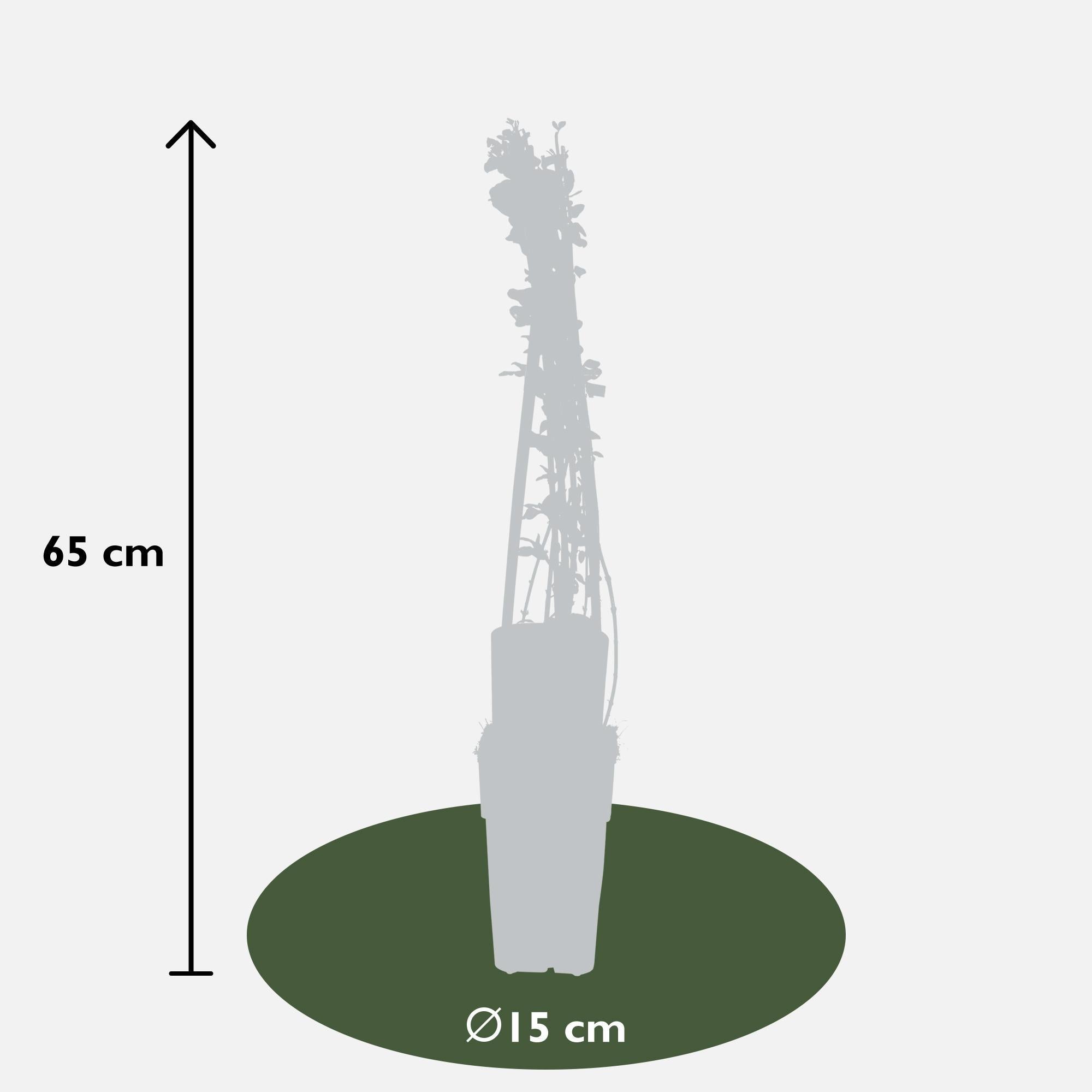 3x - Jasmijn nudiflorum - ?65cm - Ø15