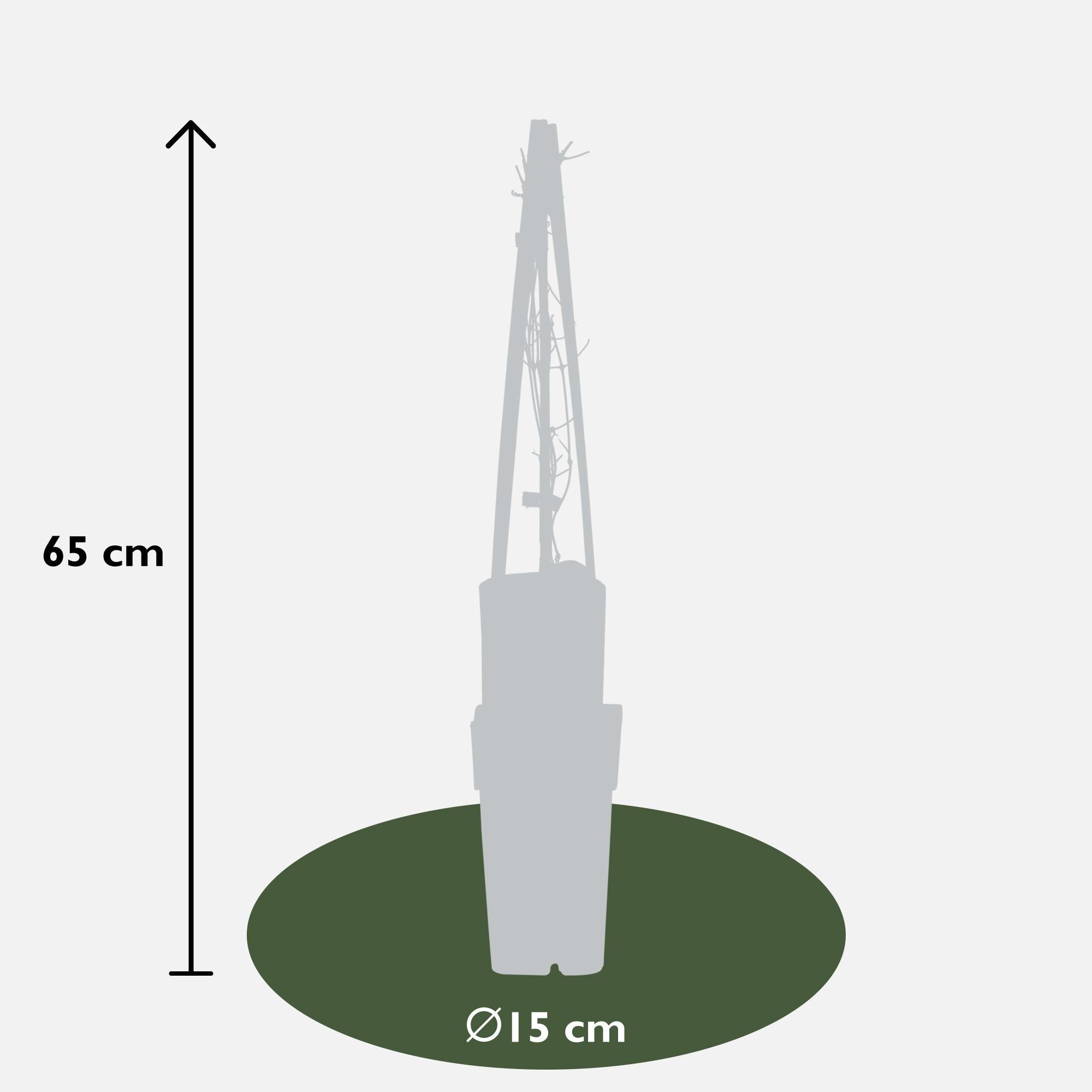3x - Clematis Jackmanii - ?65cm - Ø15