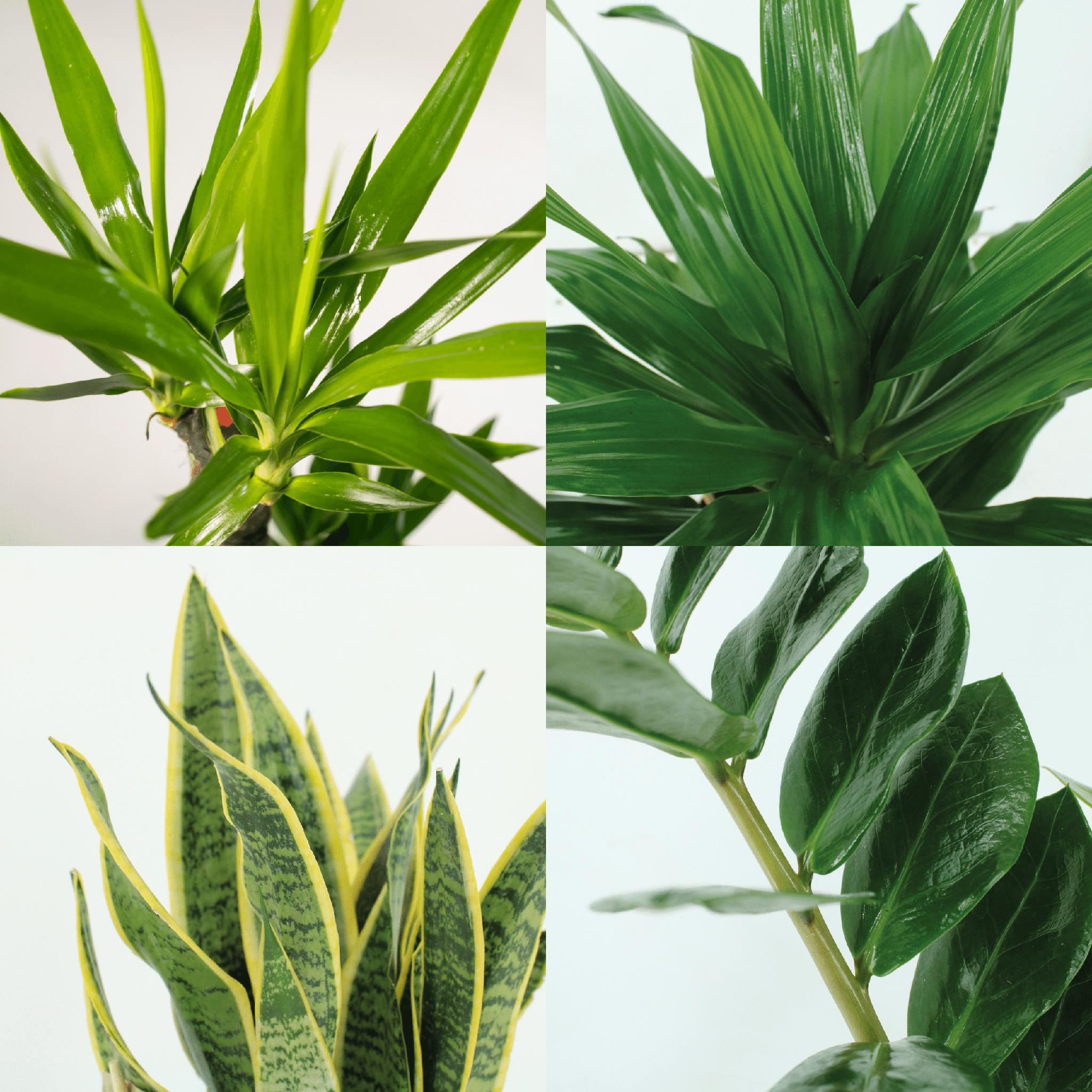 Makkelijke plantenbox - 4 kamerplanten - Diverse hoogtes - Ø14-Ø17