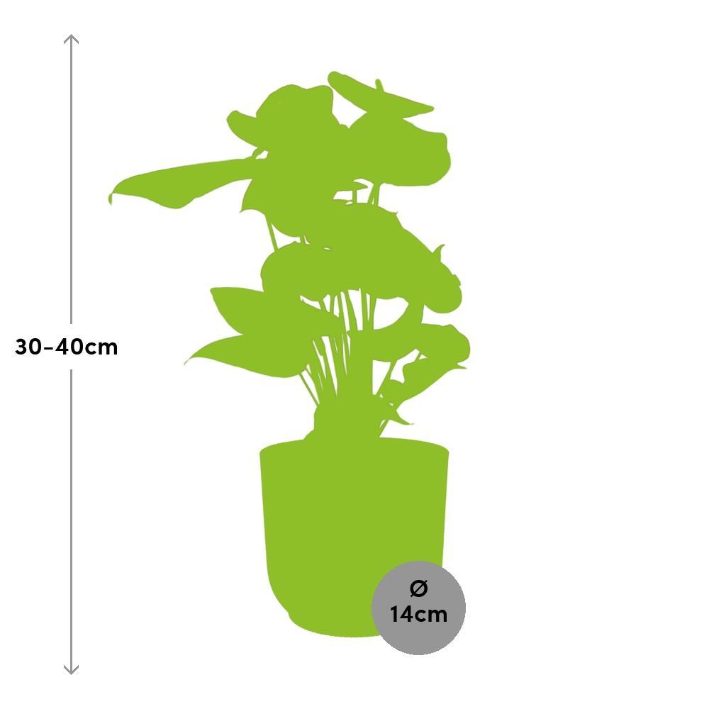 Anthurium Rot 12cm in ELHO Vibes Fold 14cm gelb