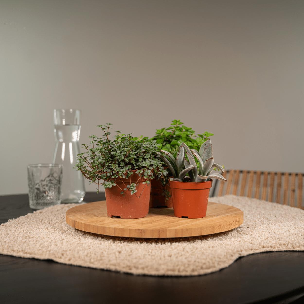 Everspring - Sukkulenten-Mix - 18 Stück - 10 cm - Ø8,5