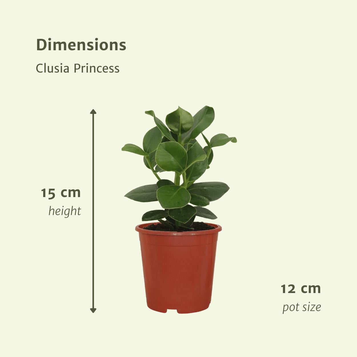 Clusia Princess (Handtekeningboom) - 2 stuks - Ø12cm - ↕15cm