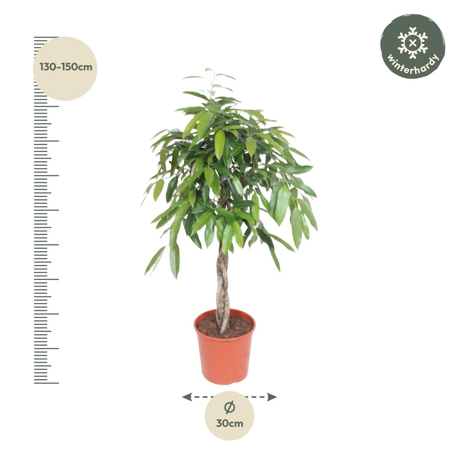 Ficus Amstel King gevlochten Stamm – 140 cm – ø30
