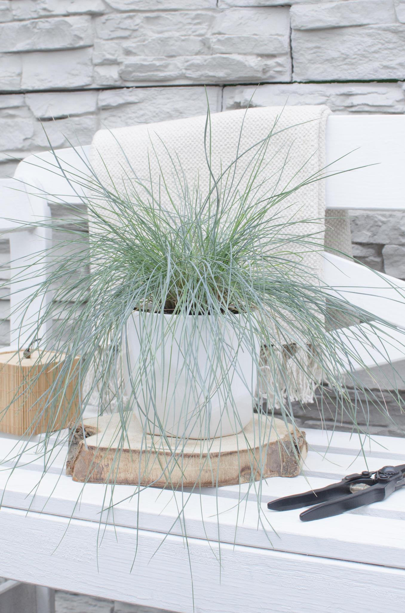 Festuca glauca Azura Blue - Ø14 - ?30cm