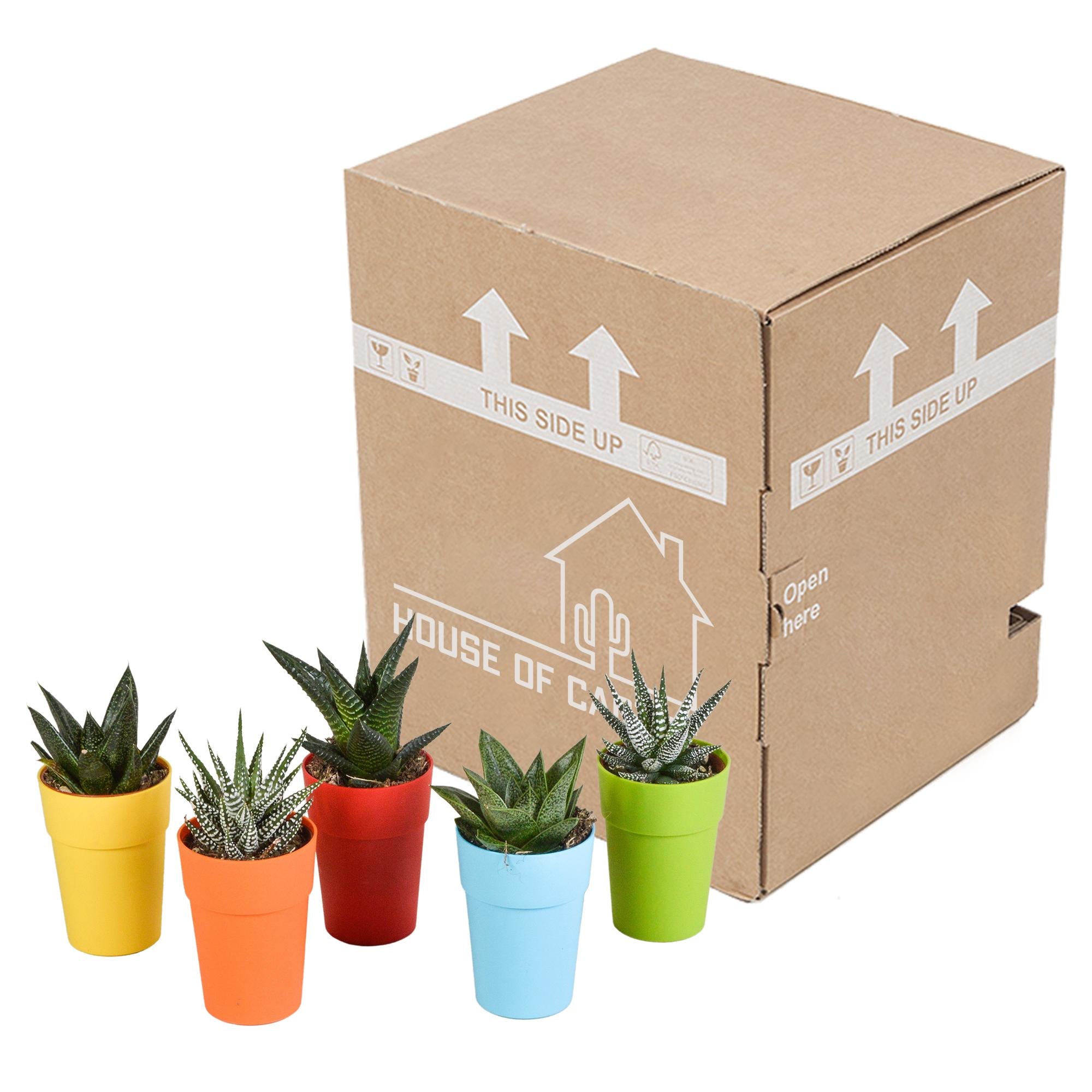 Gasteria/Haworthia mix 5,5cm - 5x - in hout plastic pot