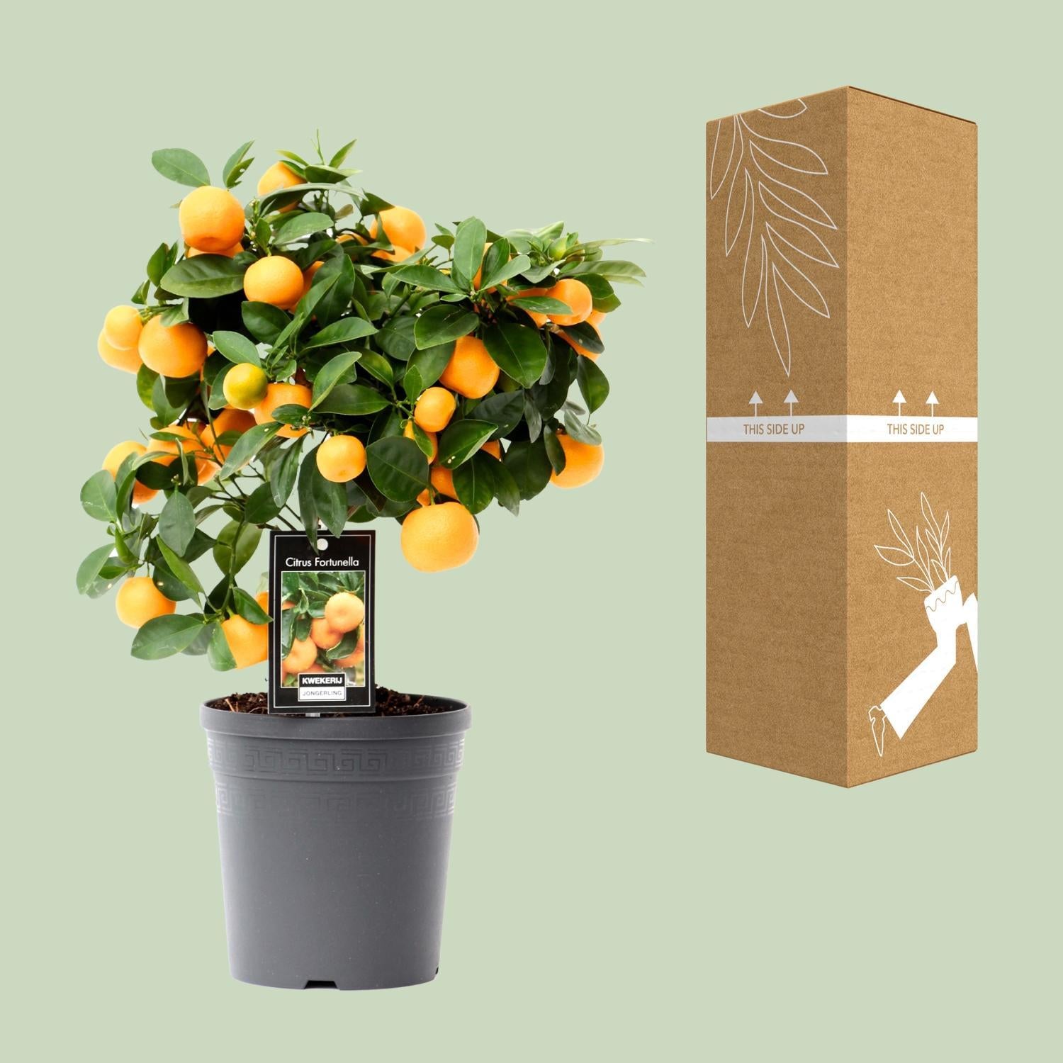 Zitrus-Calamondin - Ø15cm - ↕40cm