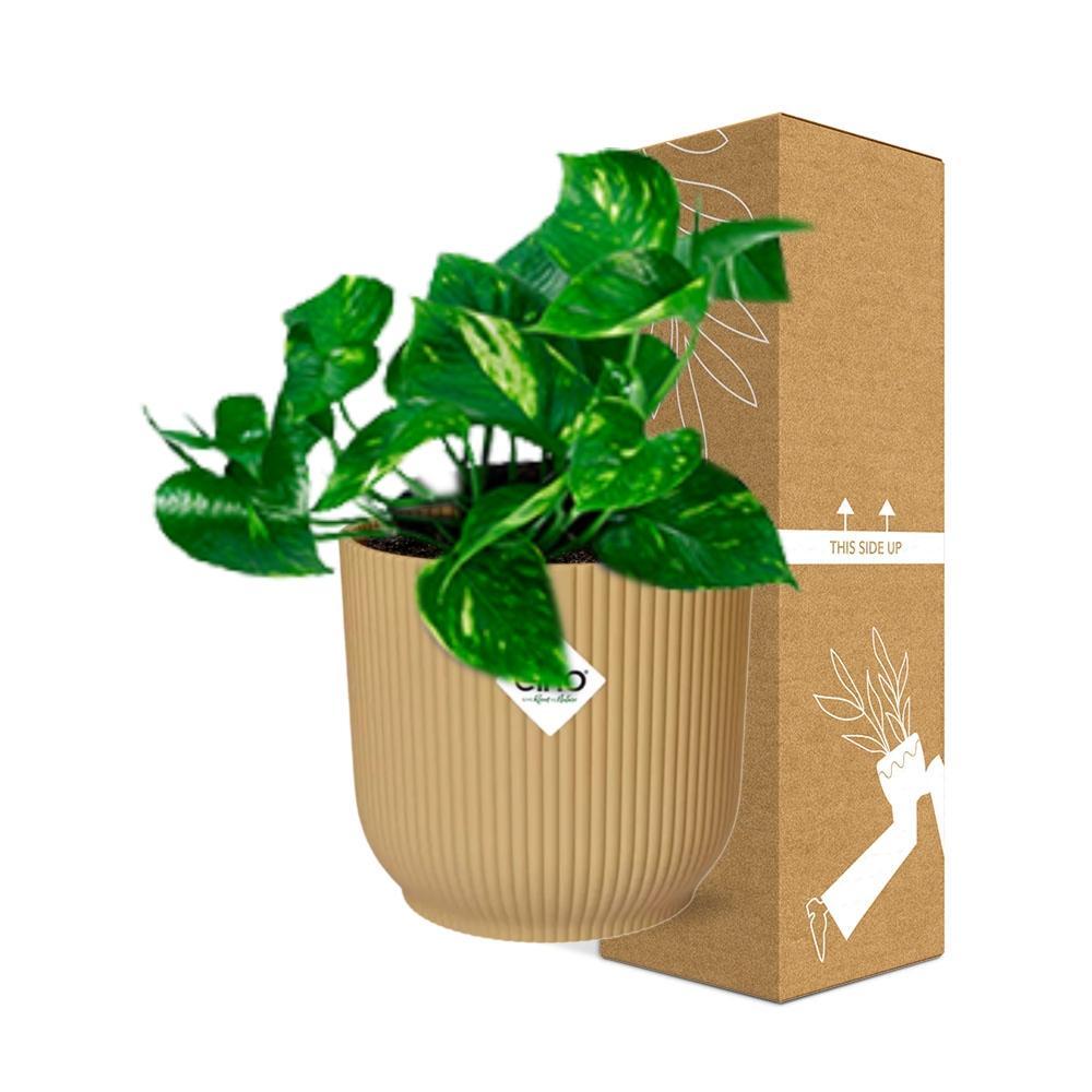 Epipremnum Pinnatum 'Aureum' in ELHO Vibes Fold 14cm geel