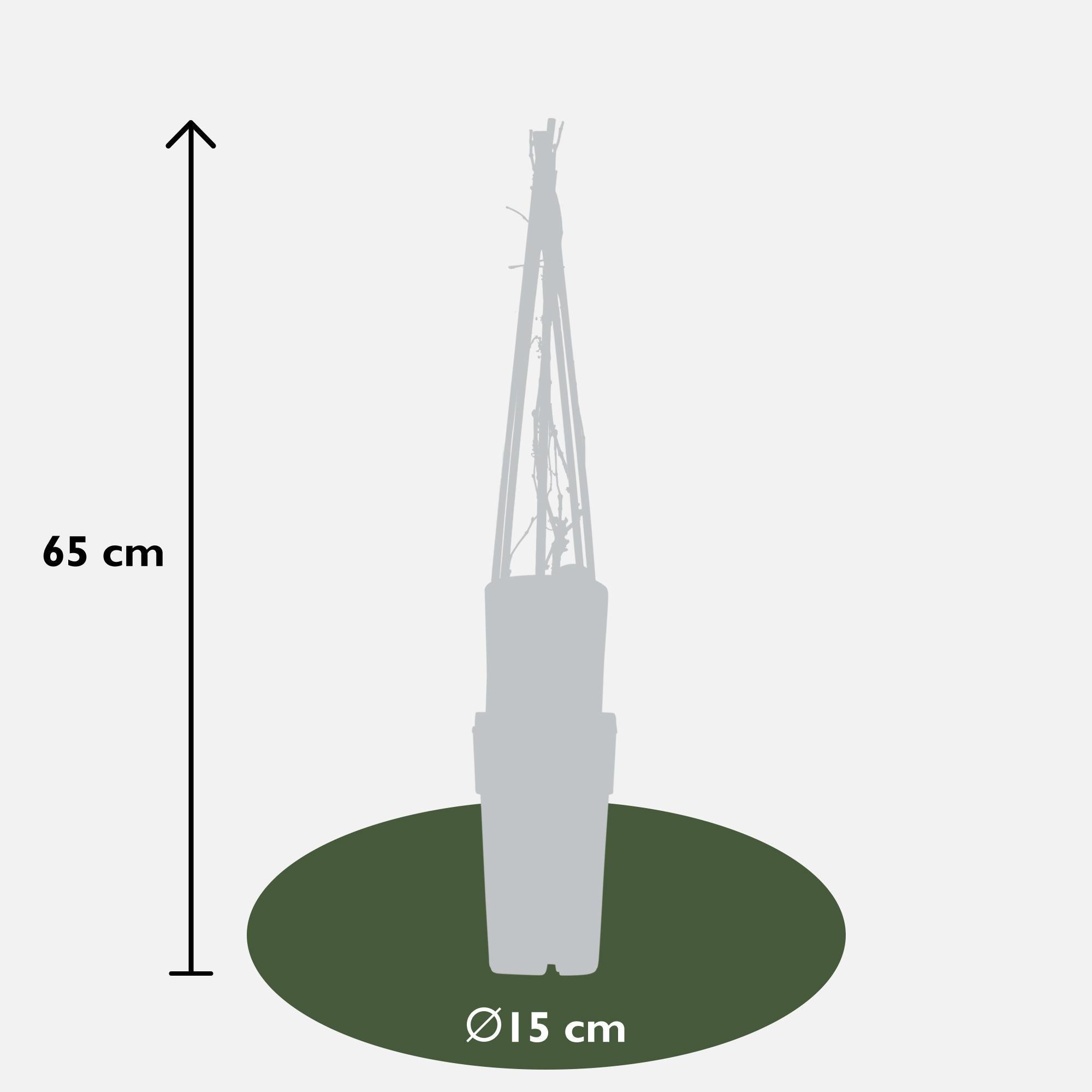 Parthenocissus q. var. 'Engelmannii' - ?65cm - Ø15