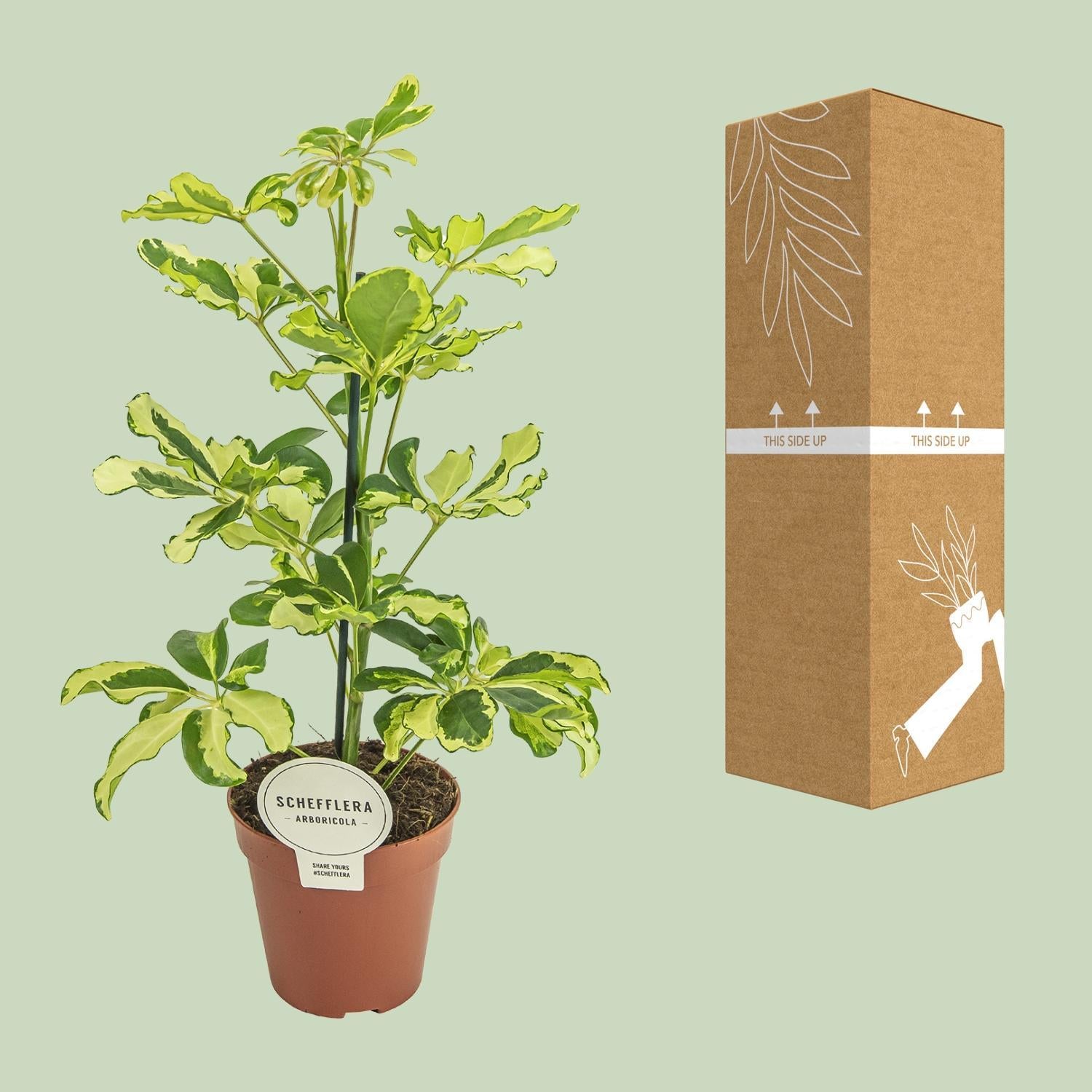 Schefflera Charlotte - Ø13cm - ↕45cm