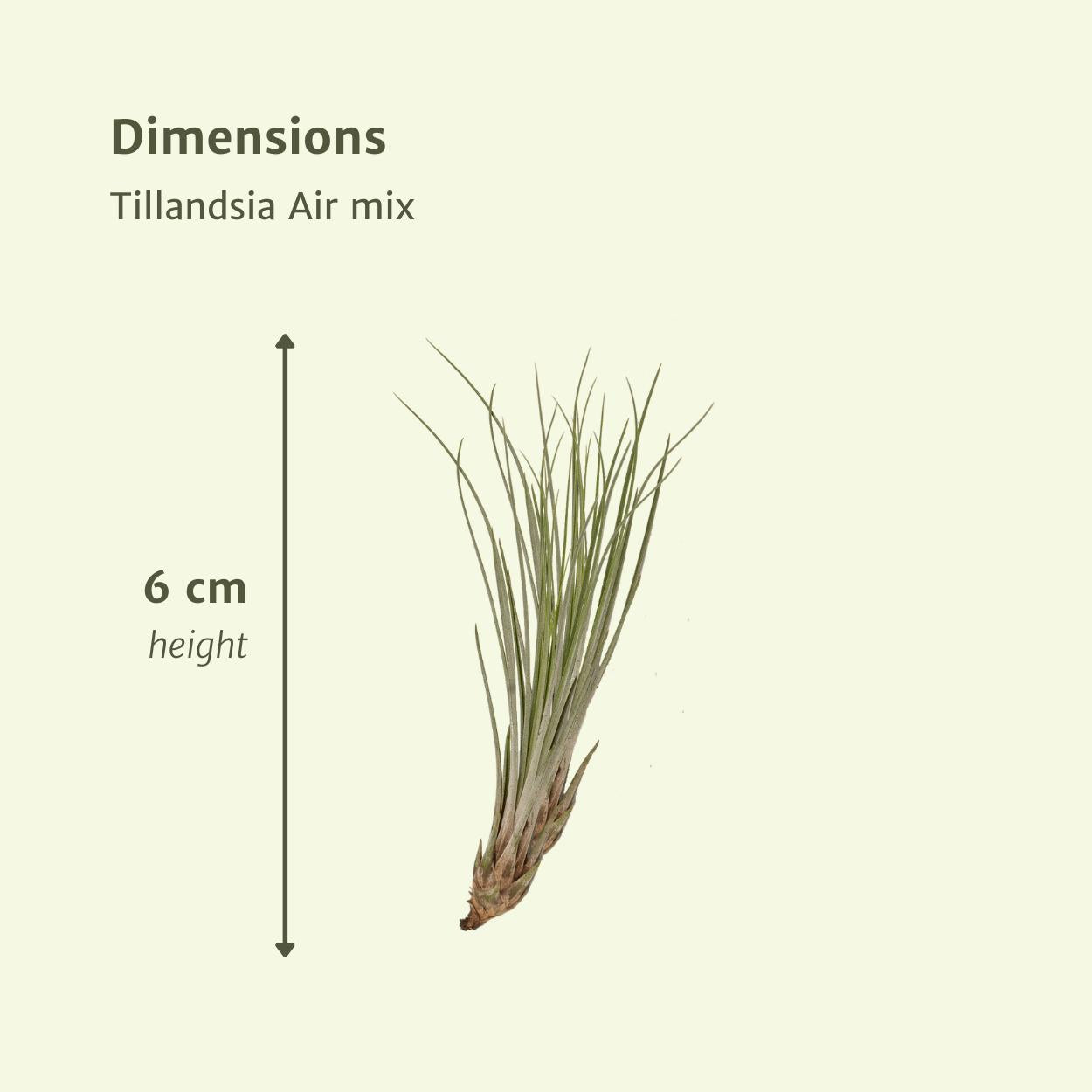 Tillandsia Airmix - 20 stuks - 6 cm - ø6