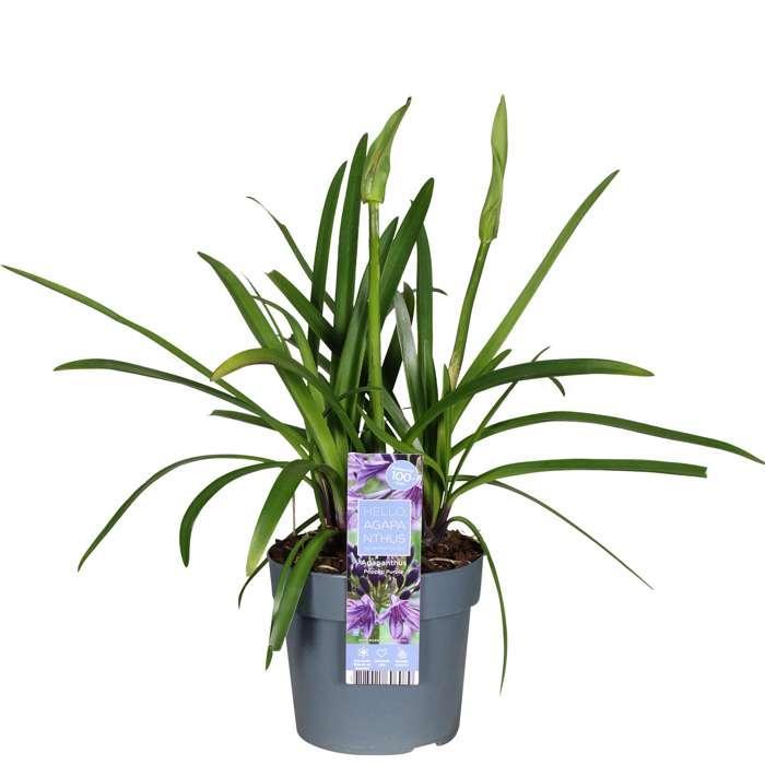 Agapanthus 'Poppin Purple' - ?30cm - Ø19