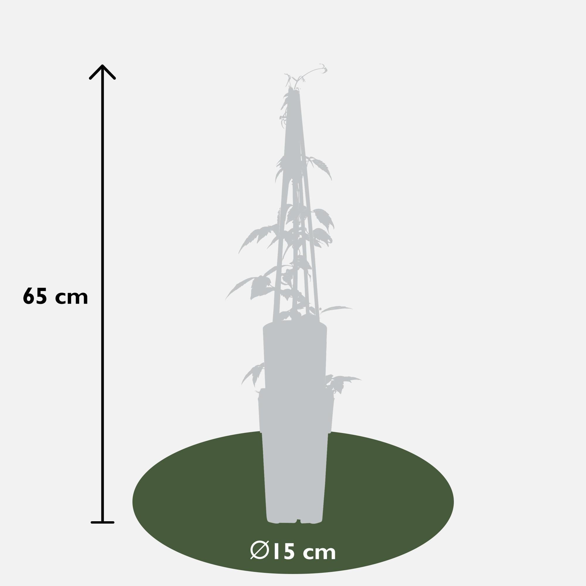 4x - Clematis Montana 'Grandiflora' - ?65cm - Ø15