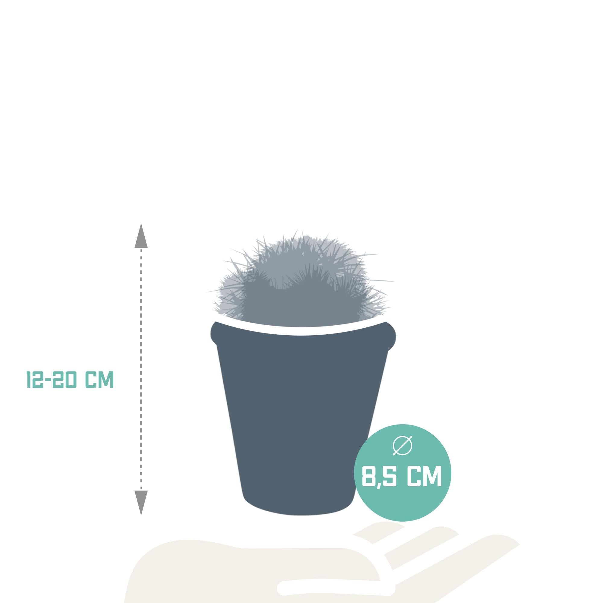 Bolcactusmix 8,5 cm | 3 stuks - in terracotta pot