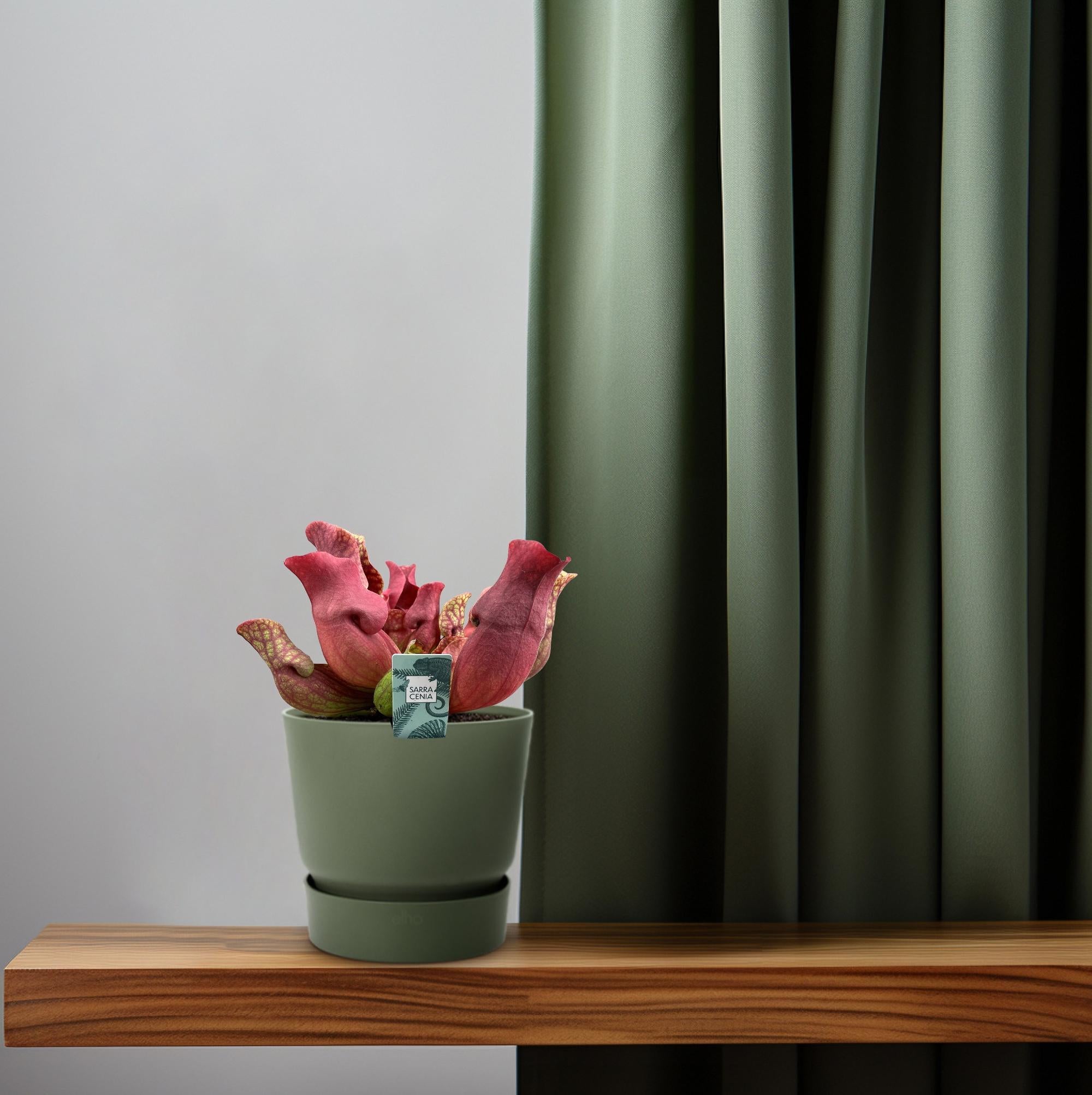 Sarracenia Kastanjebruin - Ø12 ↕23