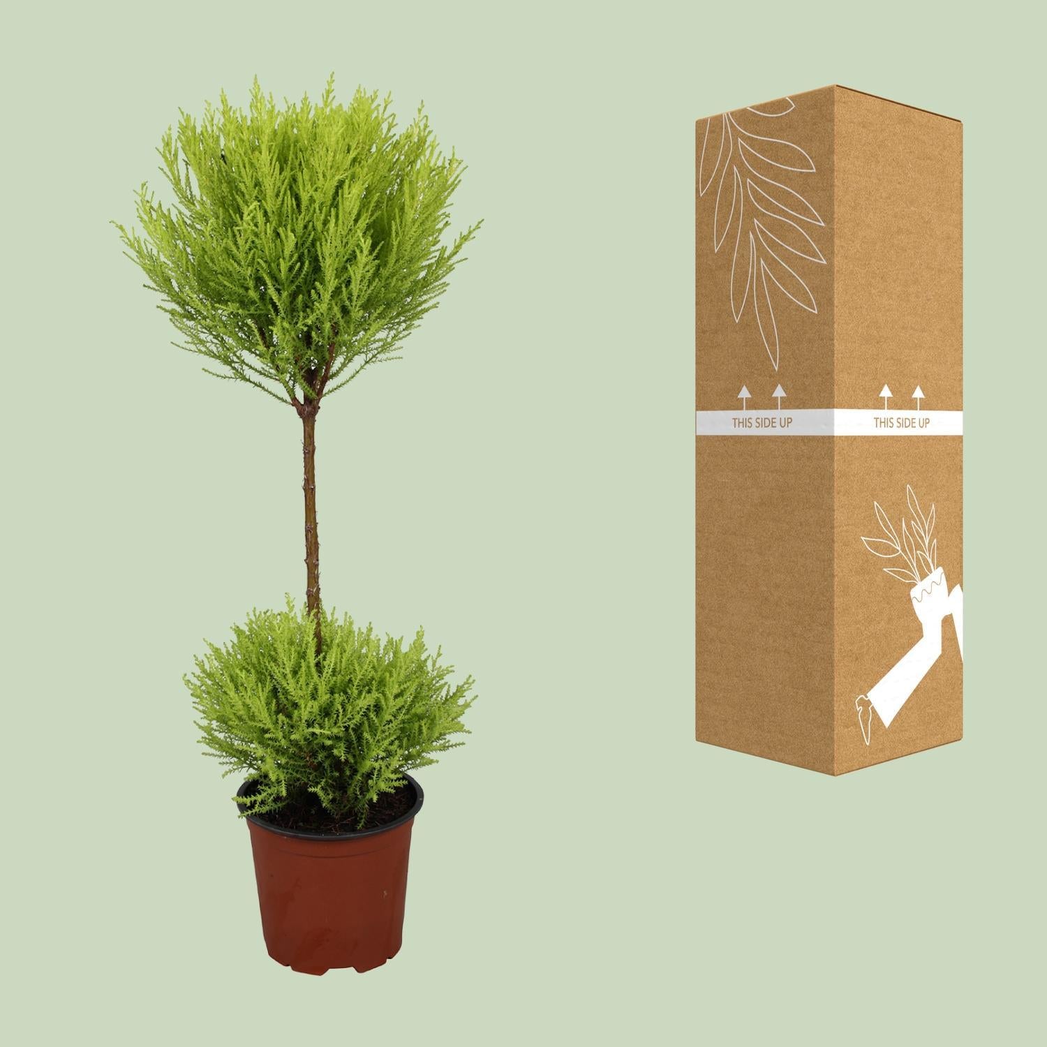 Cupressus Goudhaantje Wilma - Ø14cm - ↕60cm