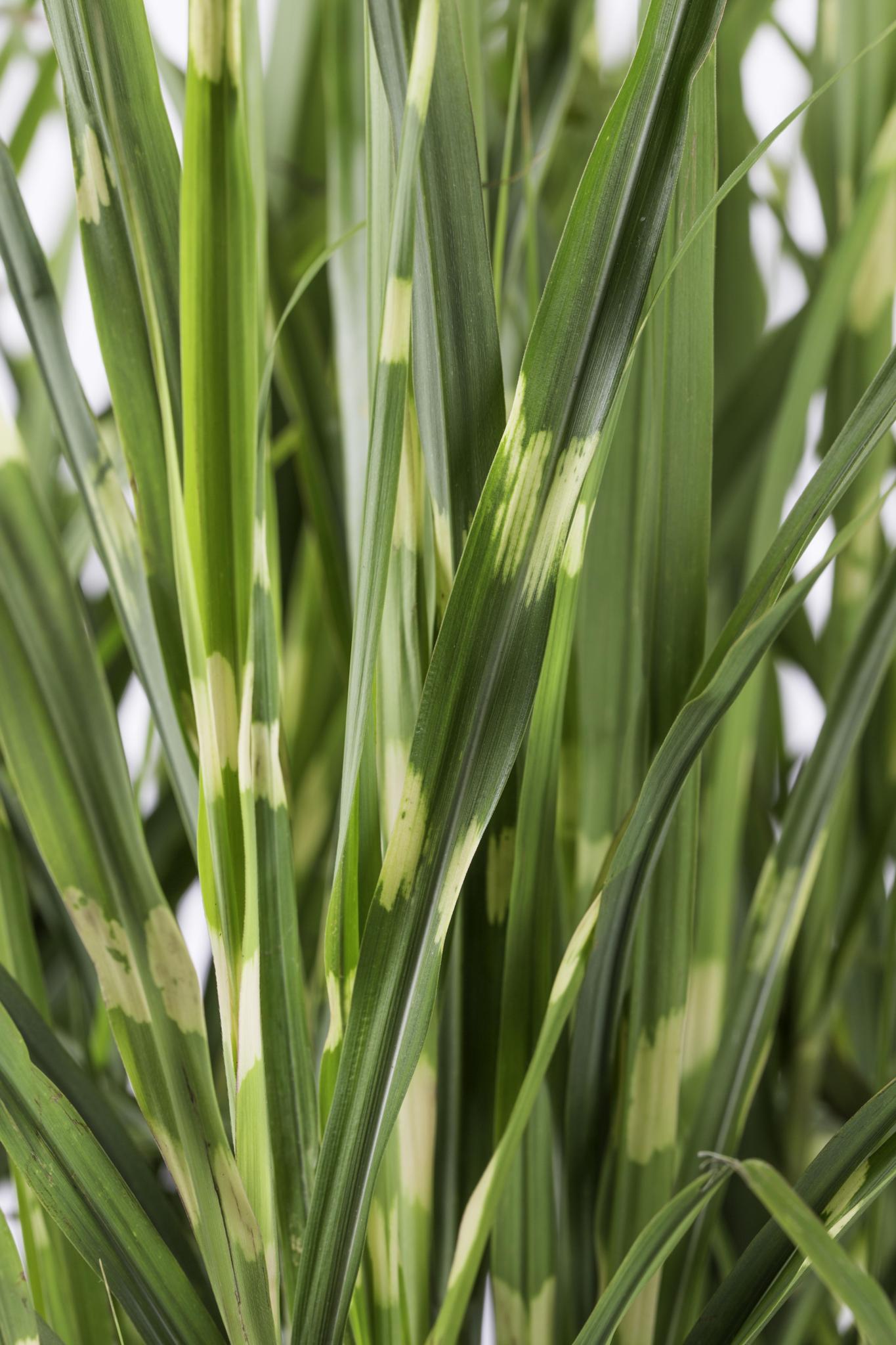 Miscanthus sinensis Strictus - Ø23 - ?60cm
