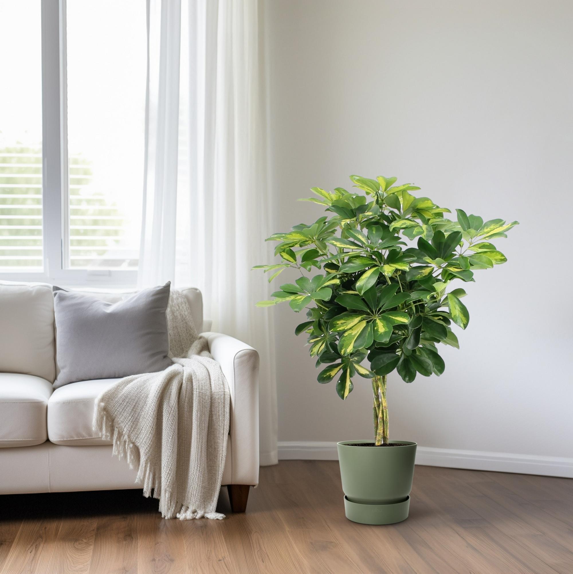Schefflera Arboricola Goud Capella - Ø19cm - ↕75cm