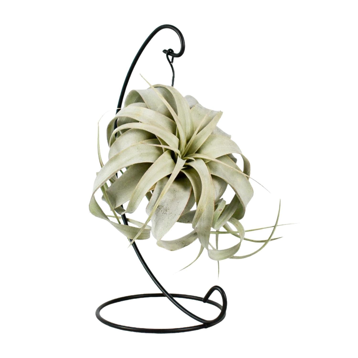 Tillandsia Koning Xero - Ø12cm - ↕23cm