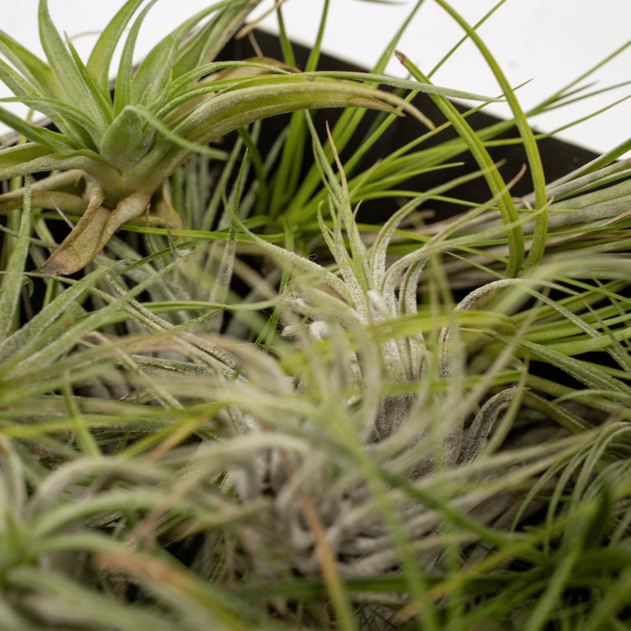 Tillandsia Airmix - 5 stuks - 6 cm - ø6