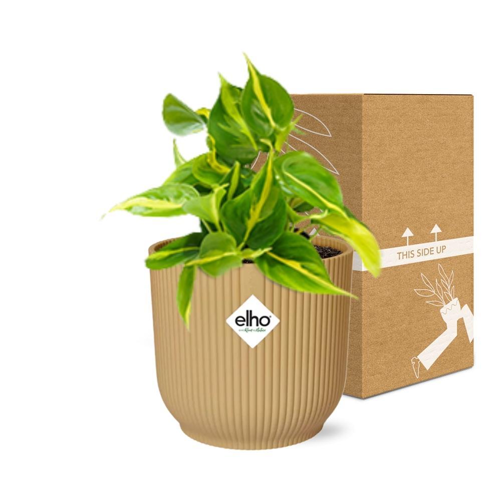 Philodendron Scandens 'Brasil' in ELHO Vibes Fold 14cm geel
