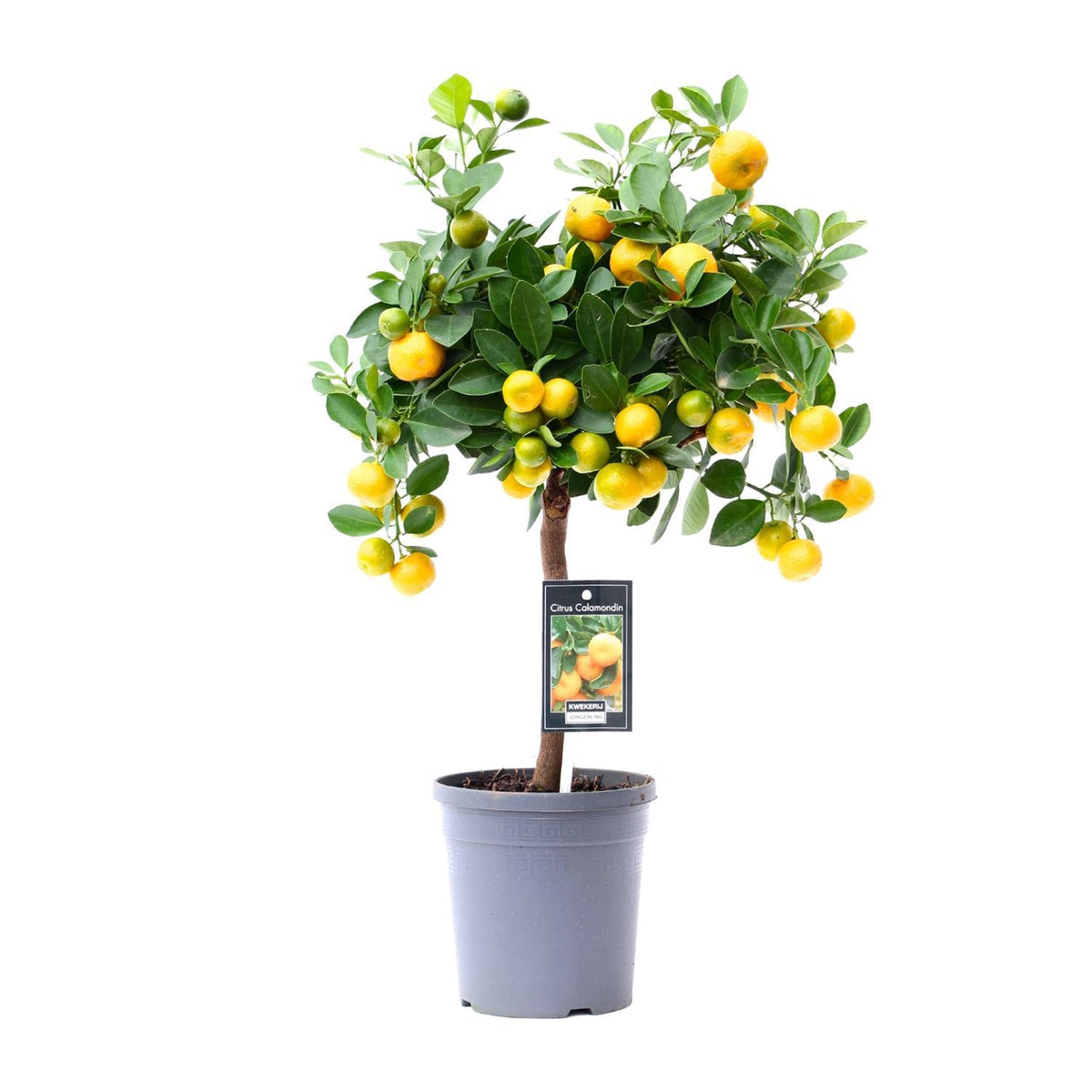Zitrus-Calamondin - Ø15cm - ↕45cm