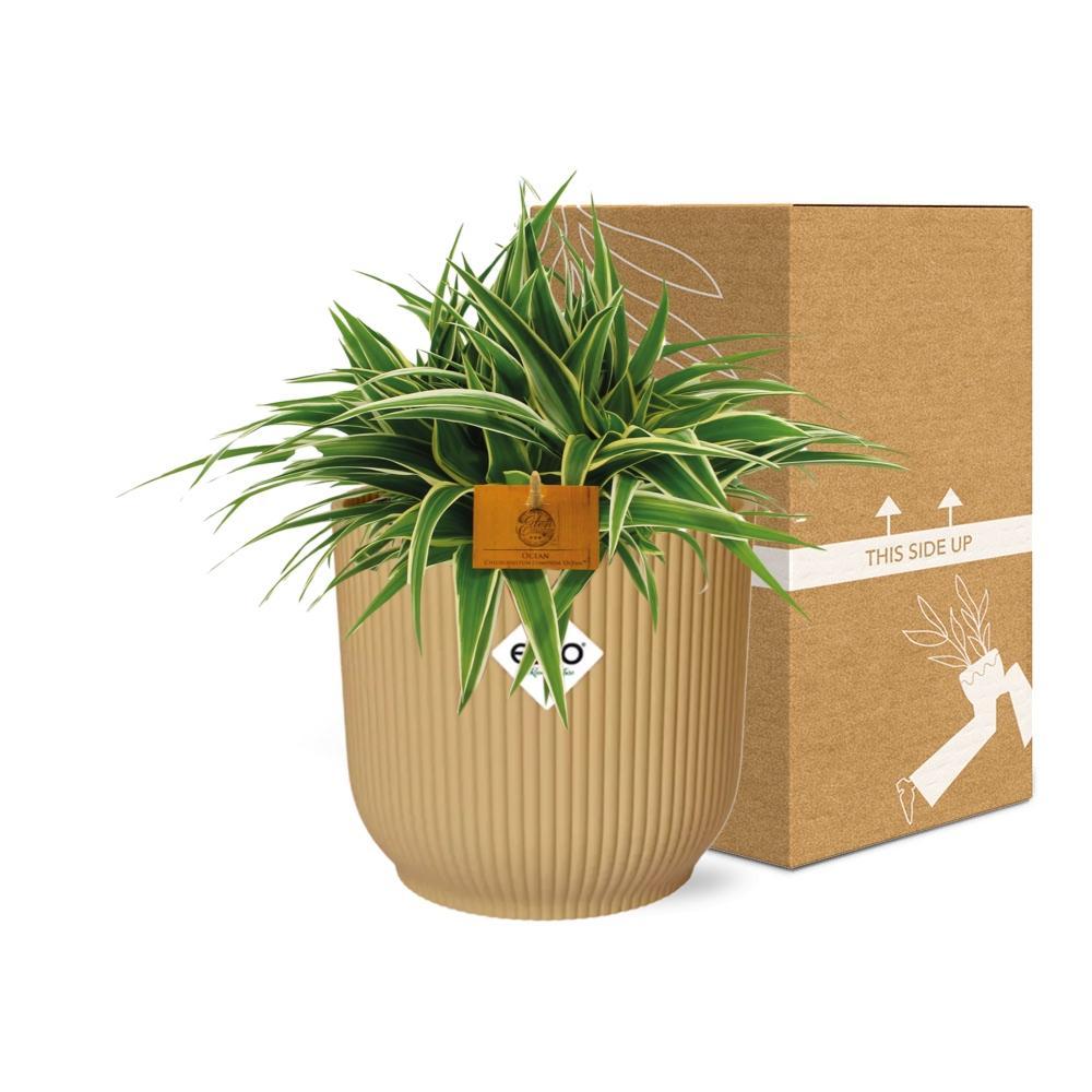 Chlorophytum Ocean 15cm in ELHO Vibes Fold 16cm rund gelb