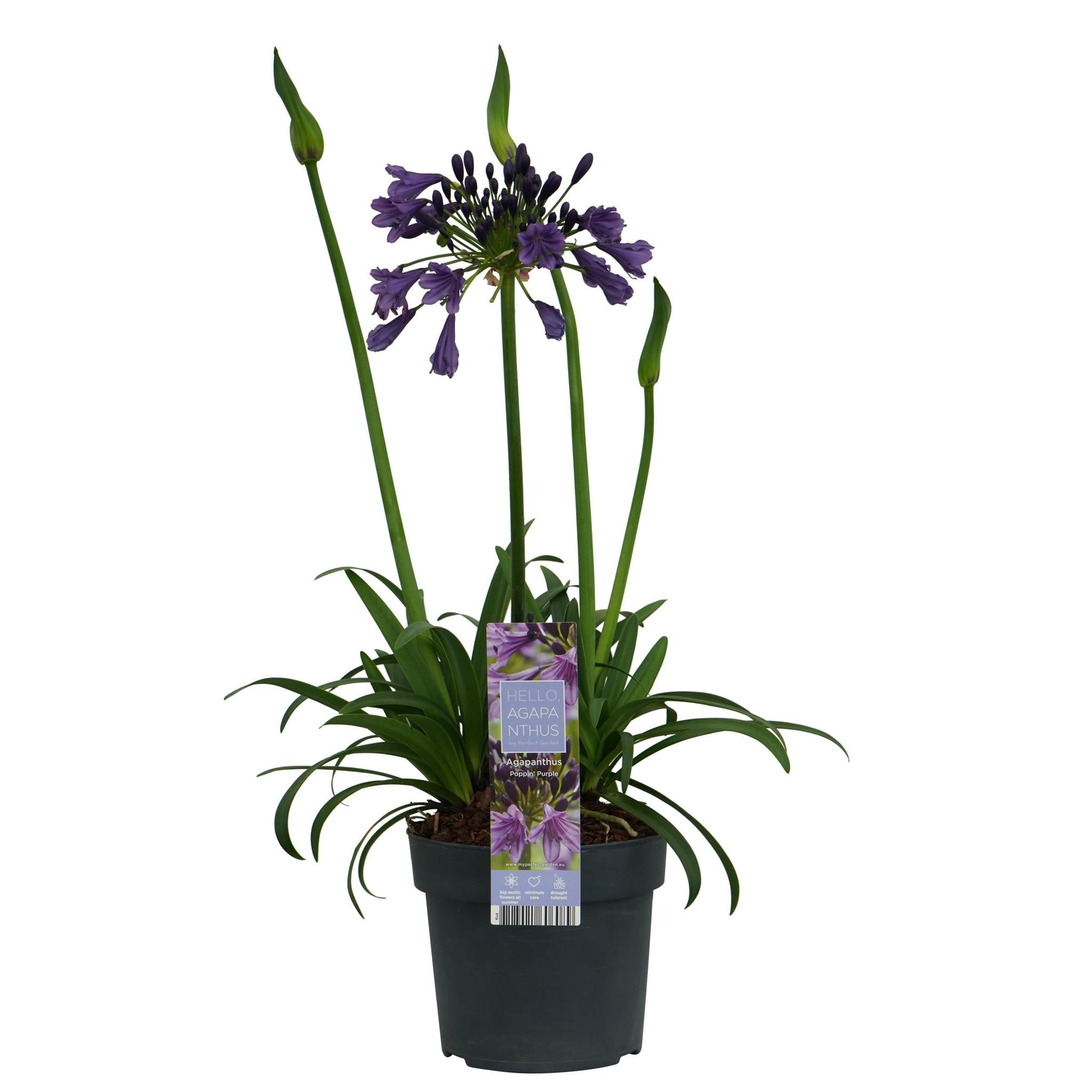 Agapanthus 'Poppin Purple' - ?30cm - Ø19