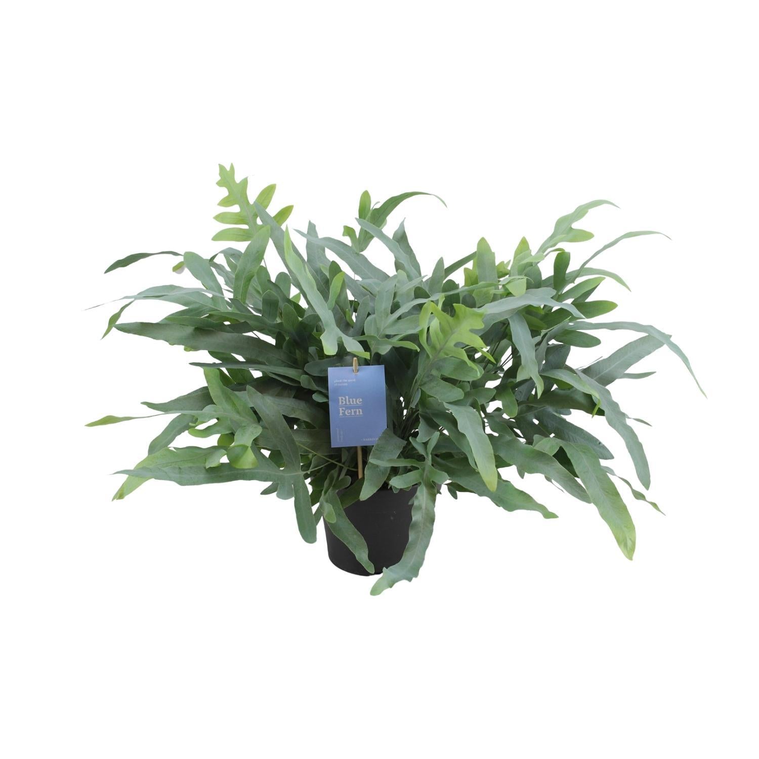Phlebodium Aureum Blauwe Ster - Ø17cm - ↕50cm