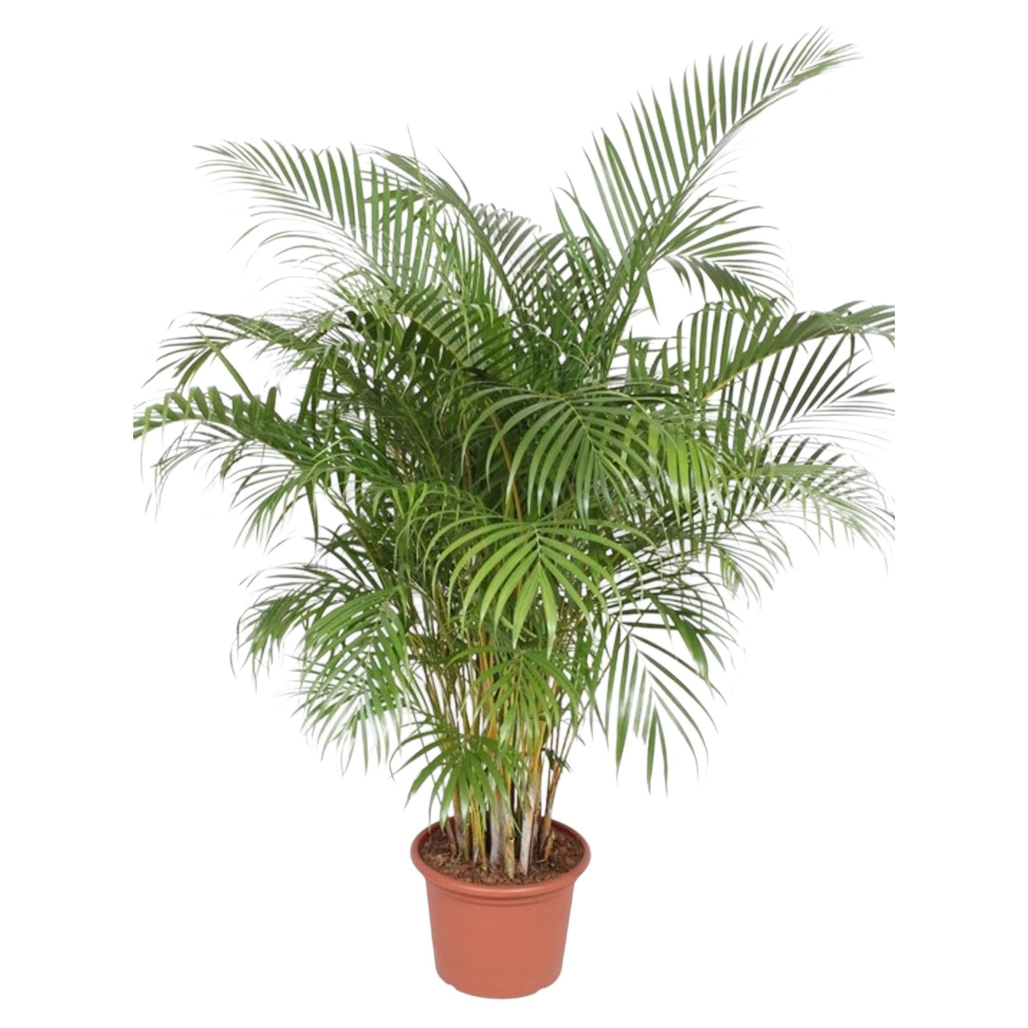 Dypsis Lutescens (Areca-Palme) - 200 cm - ø40