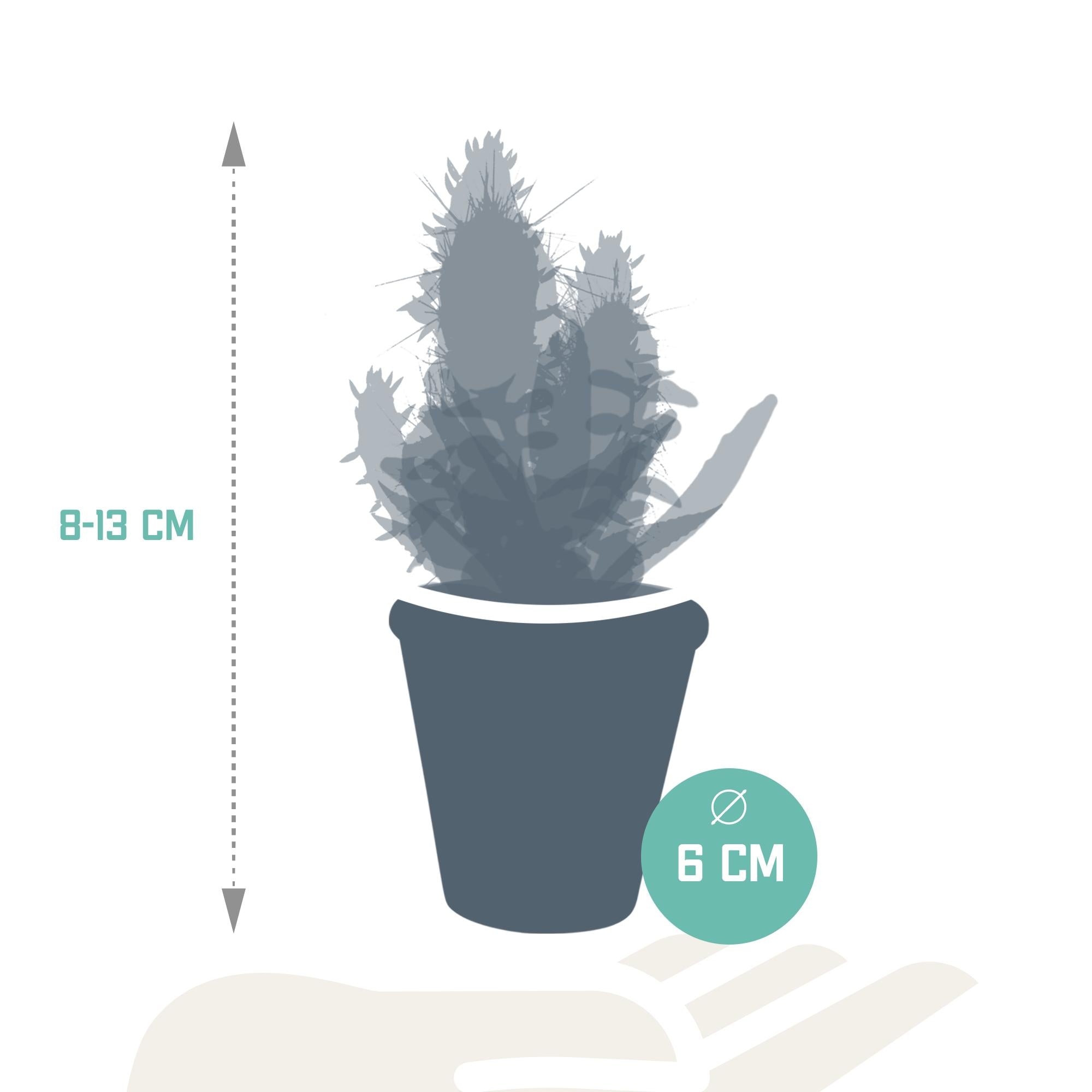 Cactus en vetplantenmix 5,5 cm | 15 stuks - in terracotta pot