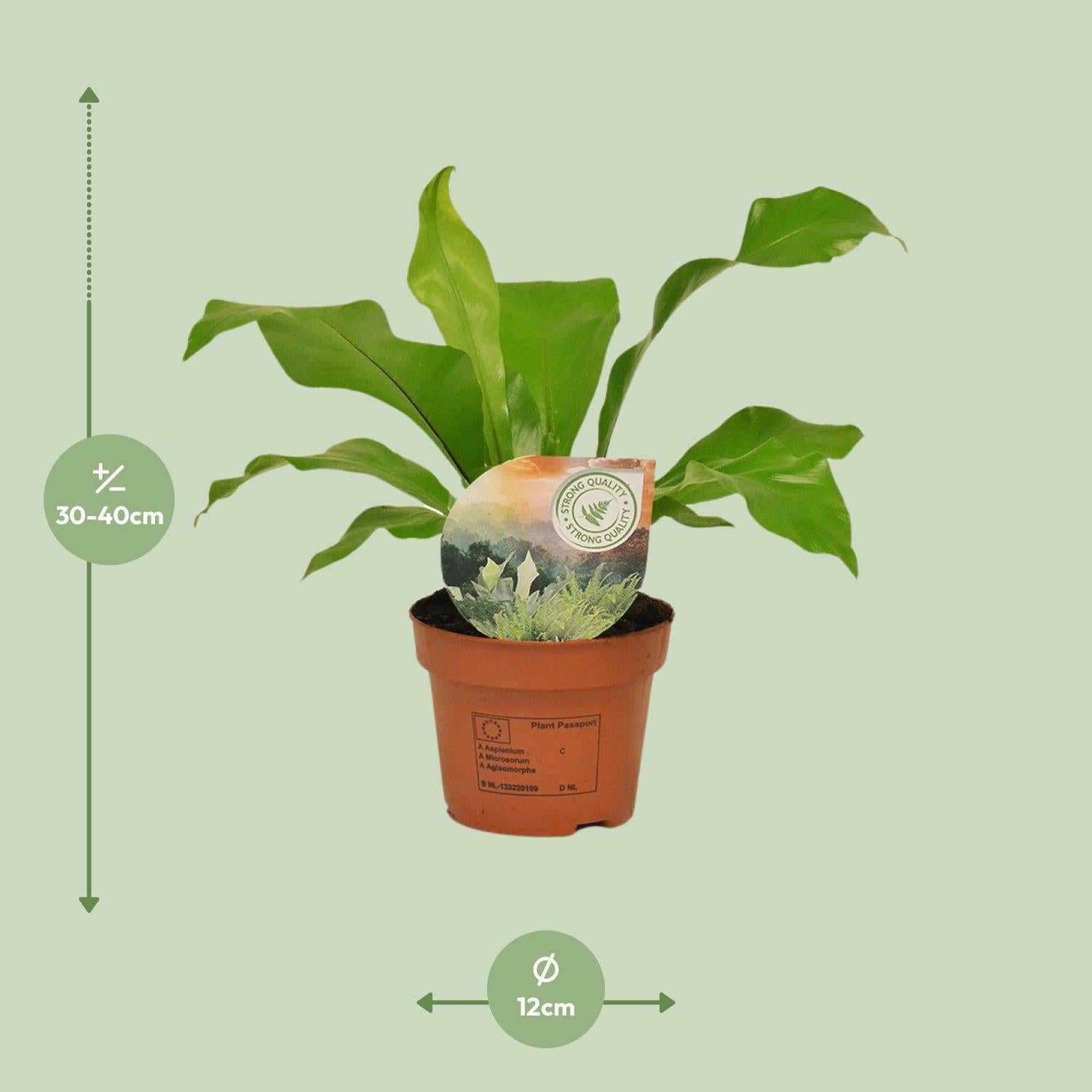 Asplenium Nidus - Ø12cm - ↕35cm